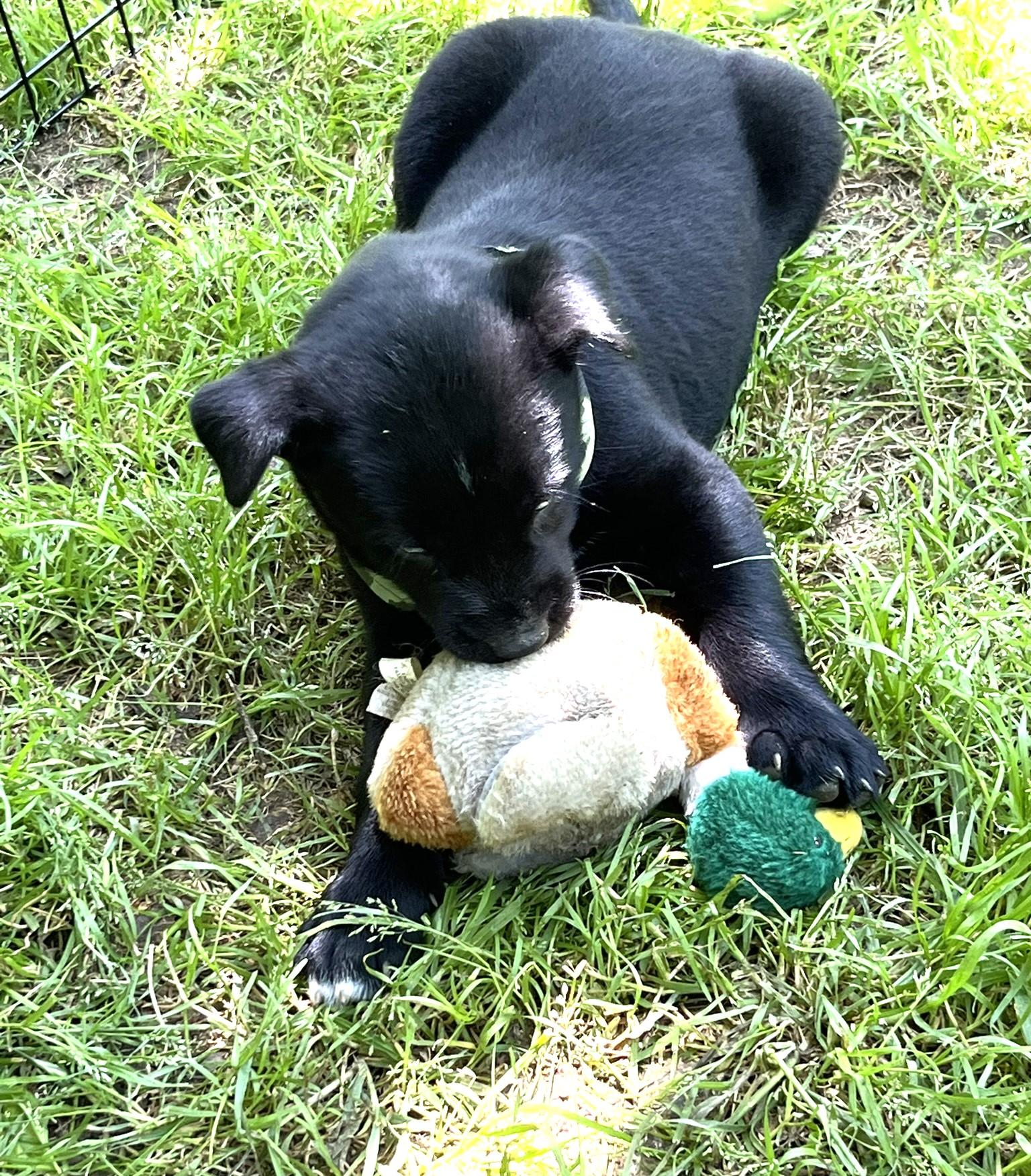 Enlarge Selene, a Adopted mixed breed in Godley, TX image 5/6