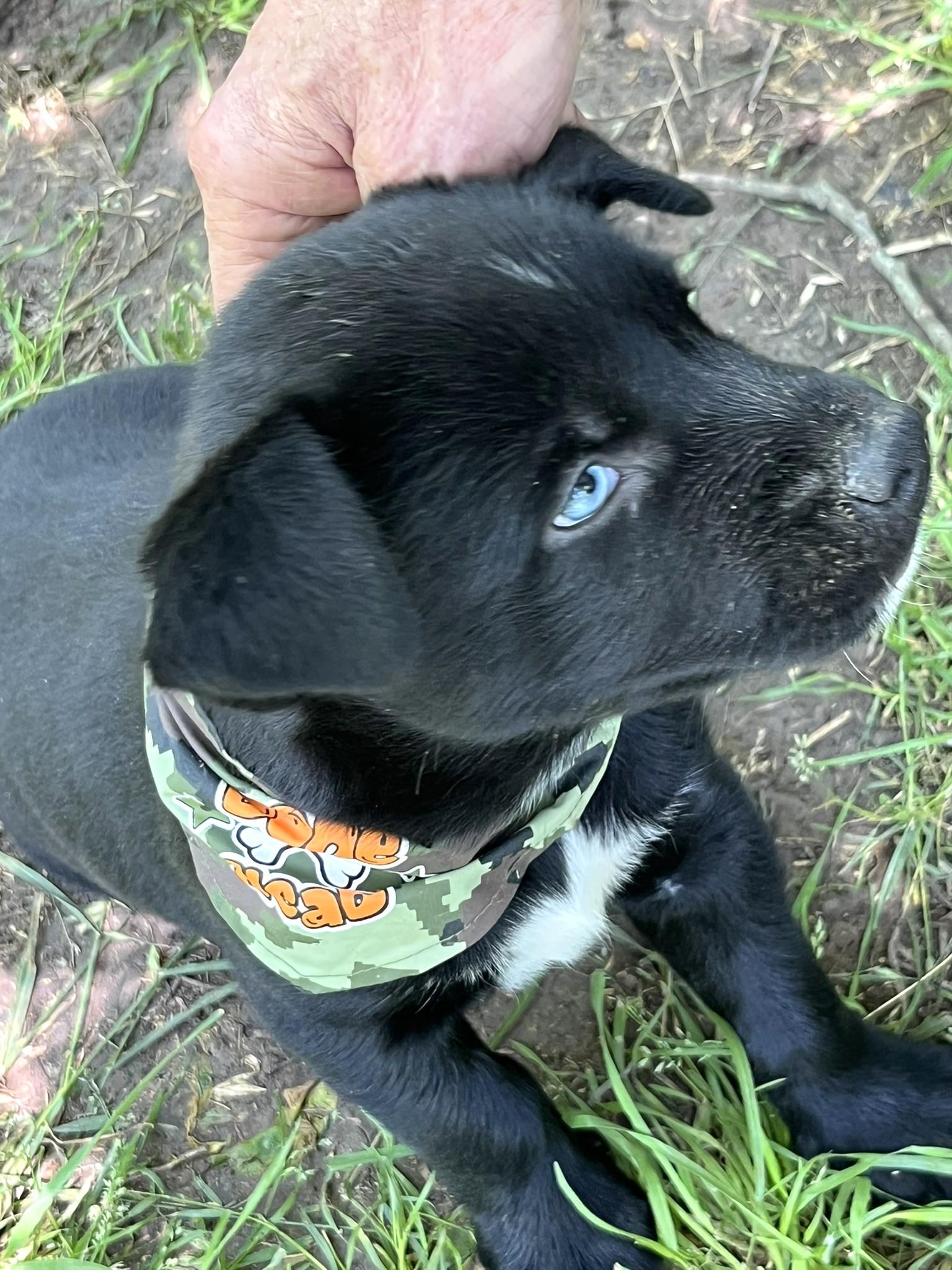 Enlarge Selene, a Adopted mixed breed in Godley, TX image 6/6