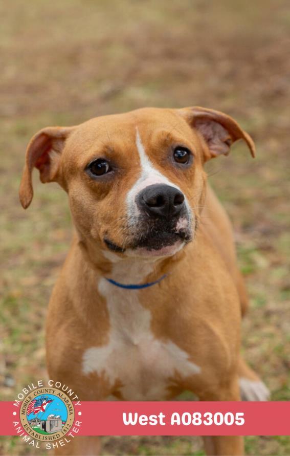 Enlarge WEST, a Adoptable mixed breed in Mobile, AL image 1/1