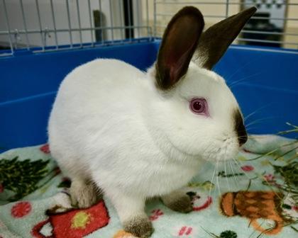 Charolette, Adoptable, Adult Female Californian.