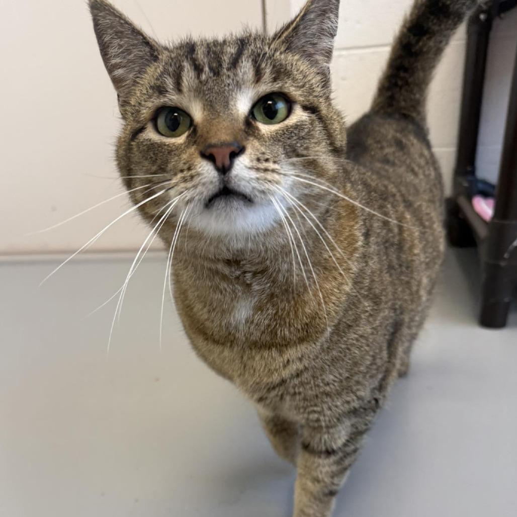 Milo, Adoptable, Senior Male Domestic Short Hair.