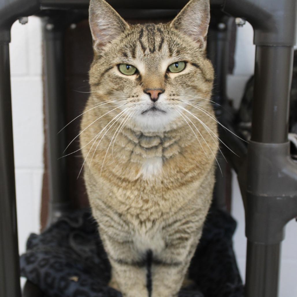 Enlarge Milo, a Adoptable Domestic Short Hair in Rocky Mount, VA image 2/2
