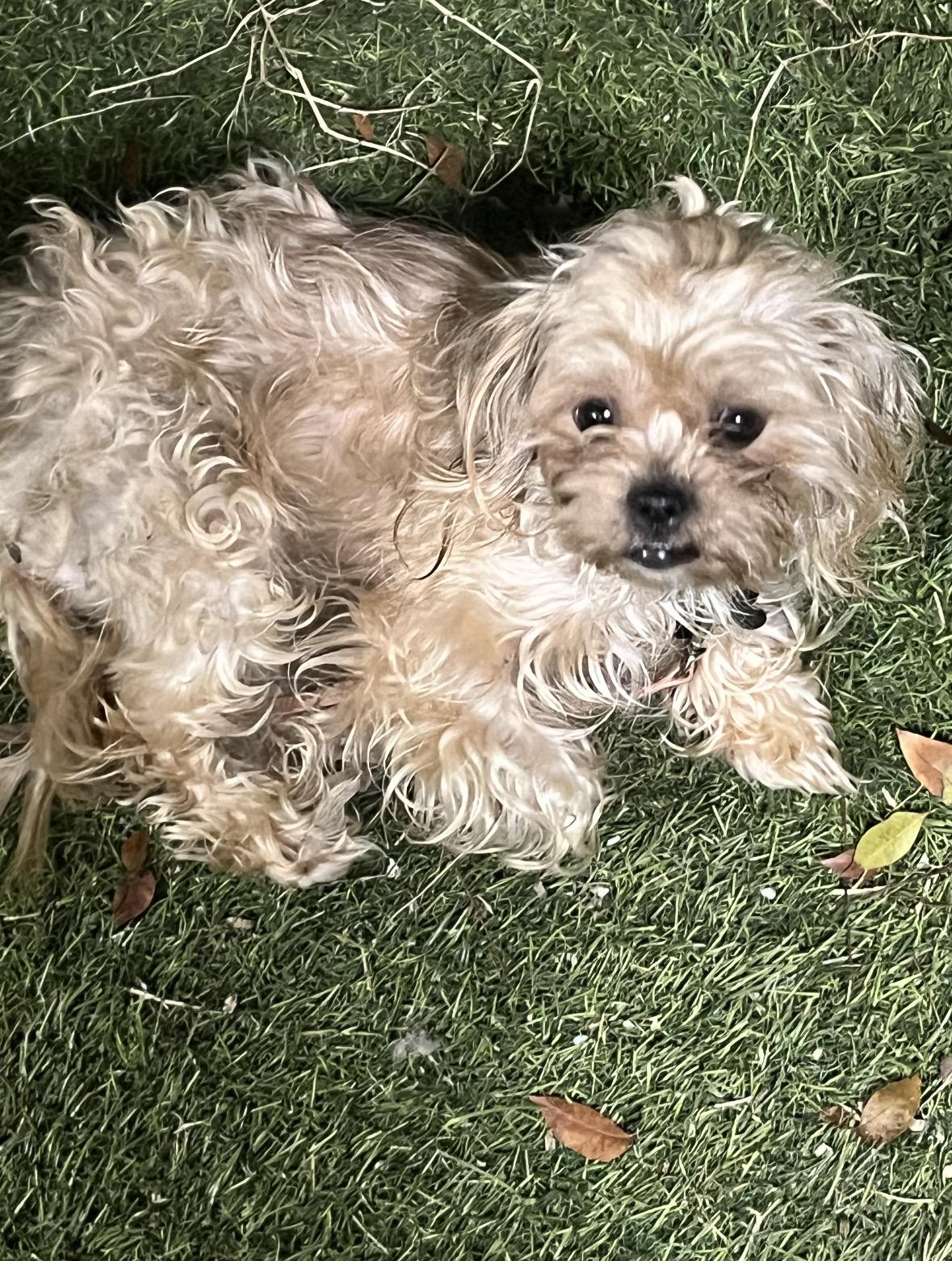 Sienna , ADOPTABLE, Puppy Female Yorkie Poo & Maltese.