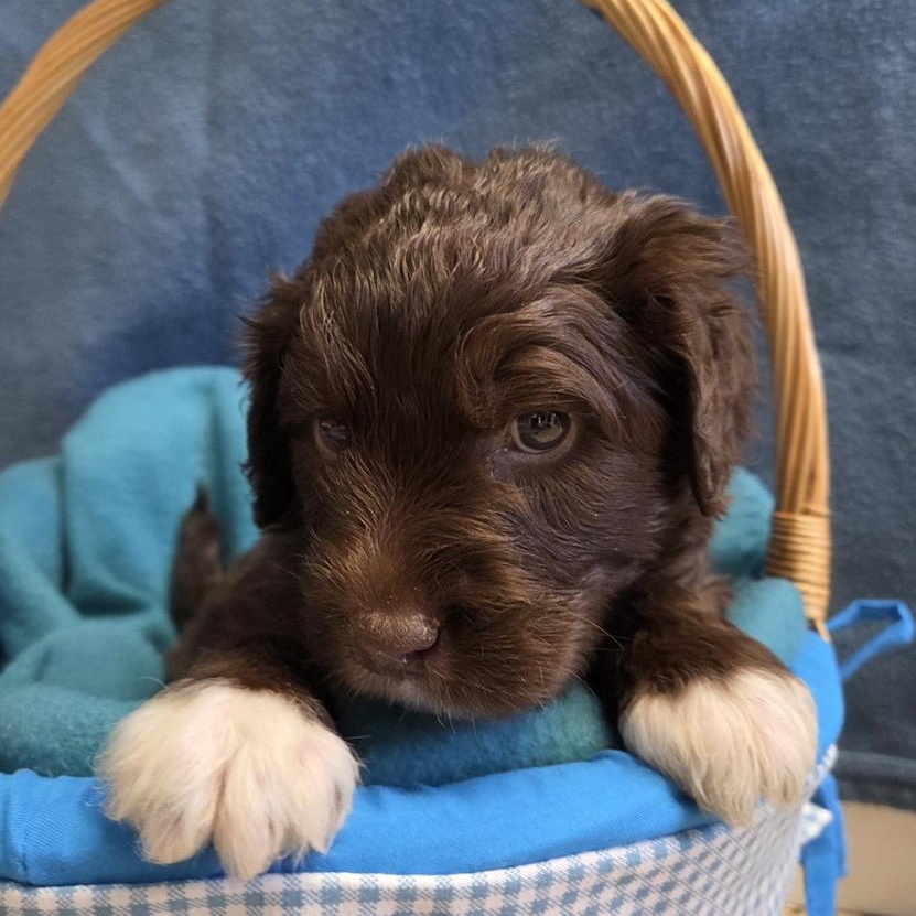 Dr. Thunder, adopted, Puppy Male Poodle.
