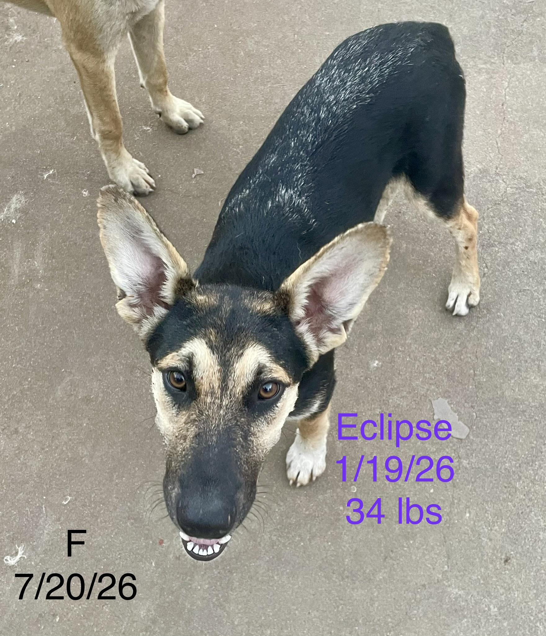 Enlarge Eclipse, a Adoptable Anatolian Shepherd in Welling, OK image 2/2