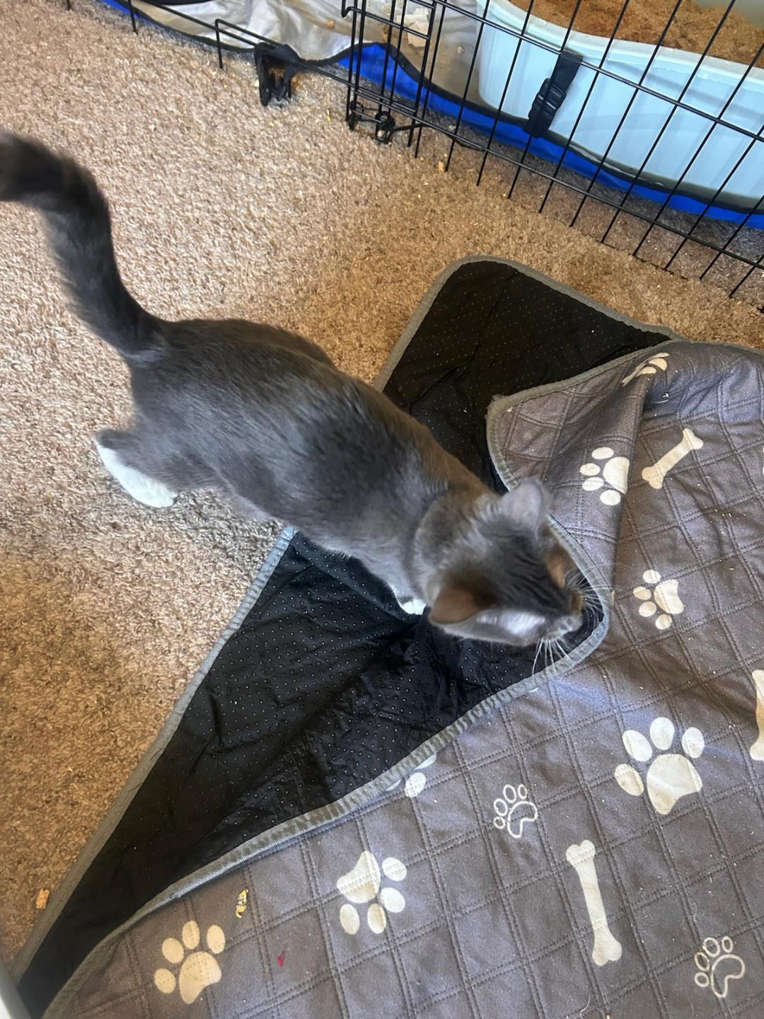 SQUEAKERS, a Adoptable mixed breed in Escalon, CA image 2/4