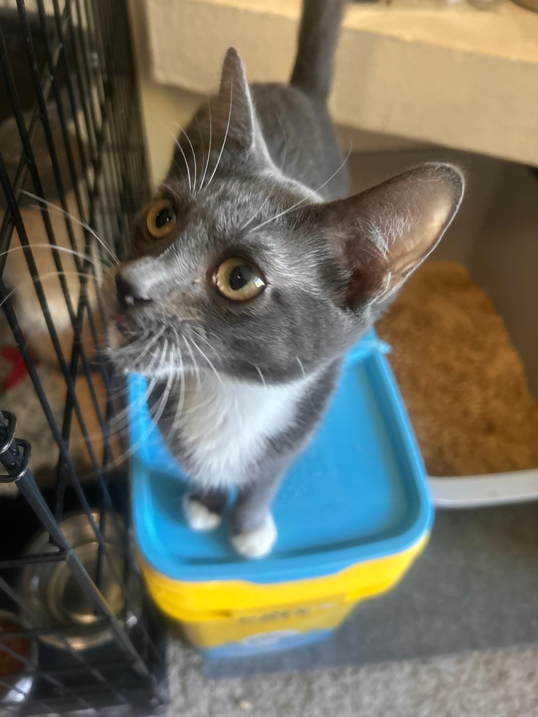 SQUEAKERS, a Adoptable mixed breed in Escalon, CA image 3/4