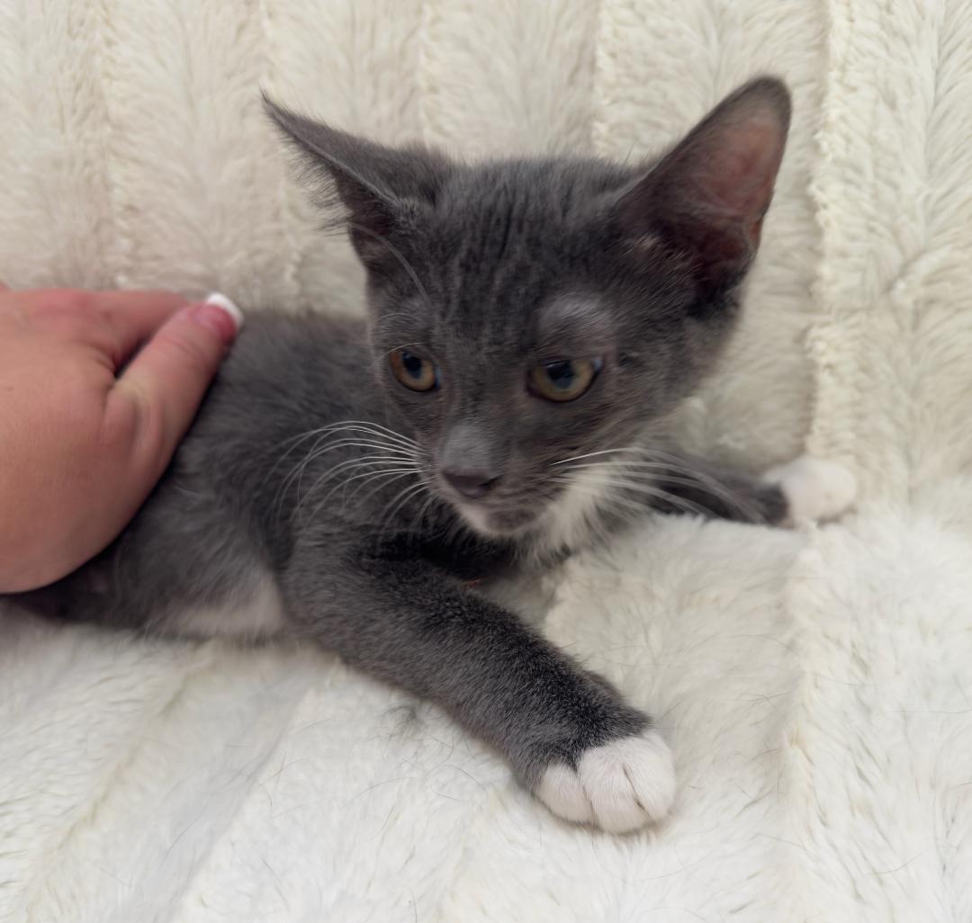 SQUEAKERS, a Adoptable mixed breed in Escalon, CA image 4/4