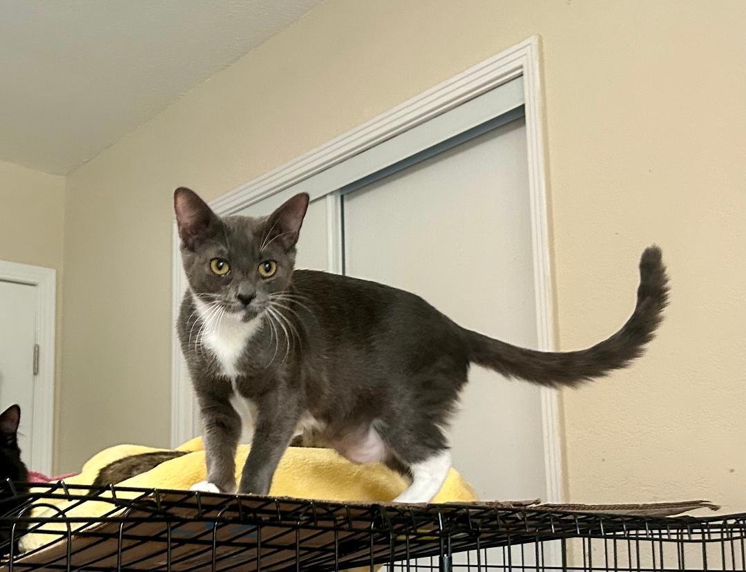 SQUEAKERS, a Adoptable mixed breed in Escalon, CA image 1/4