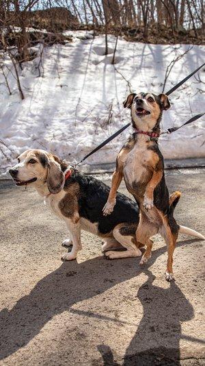 Enlarge Bella & Picasso, a Adoptable mixed breed in laval, QC image 1/1