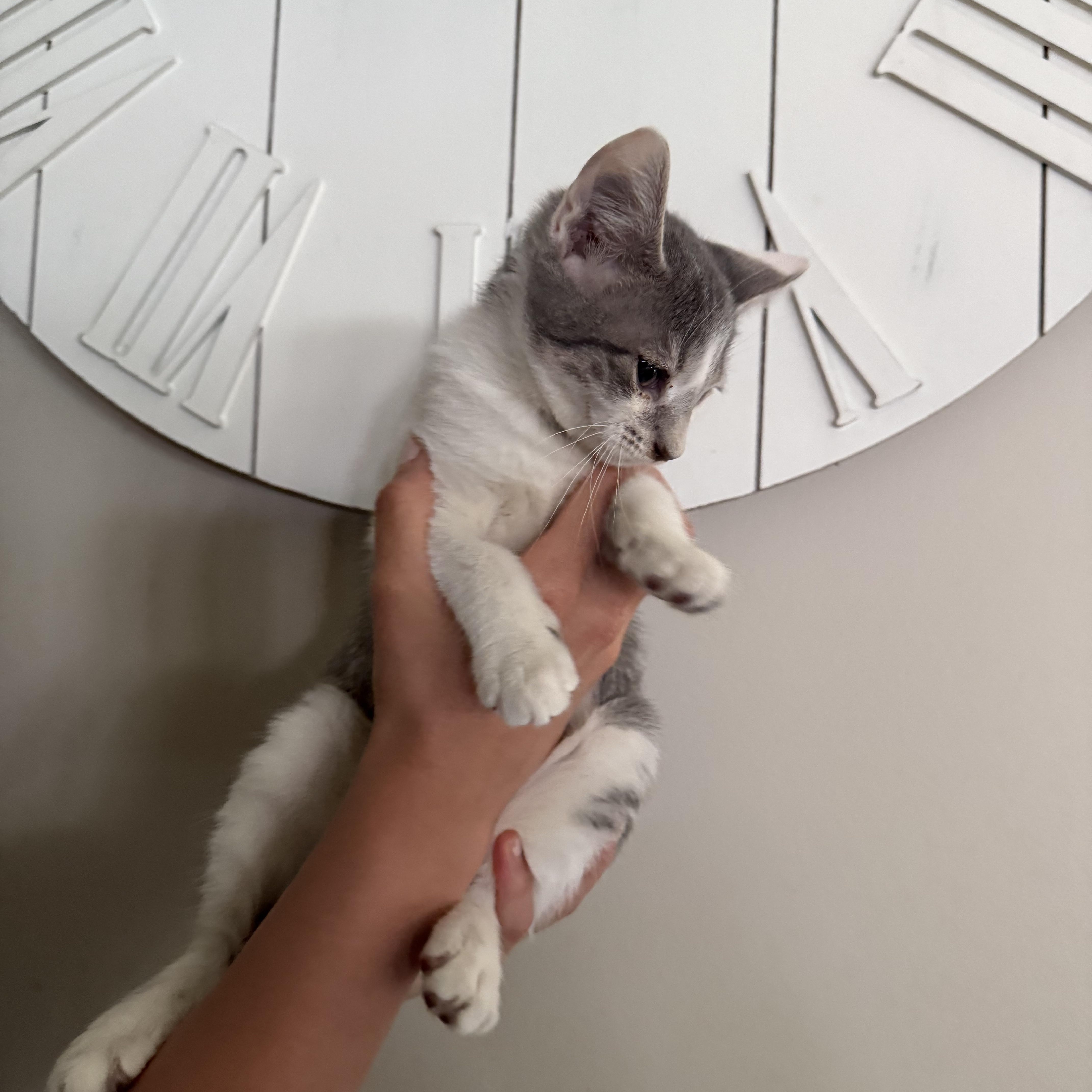 Booglet