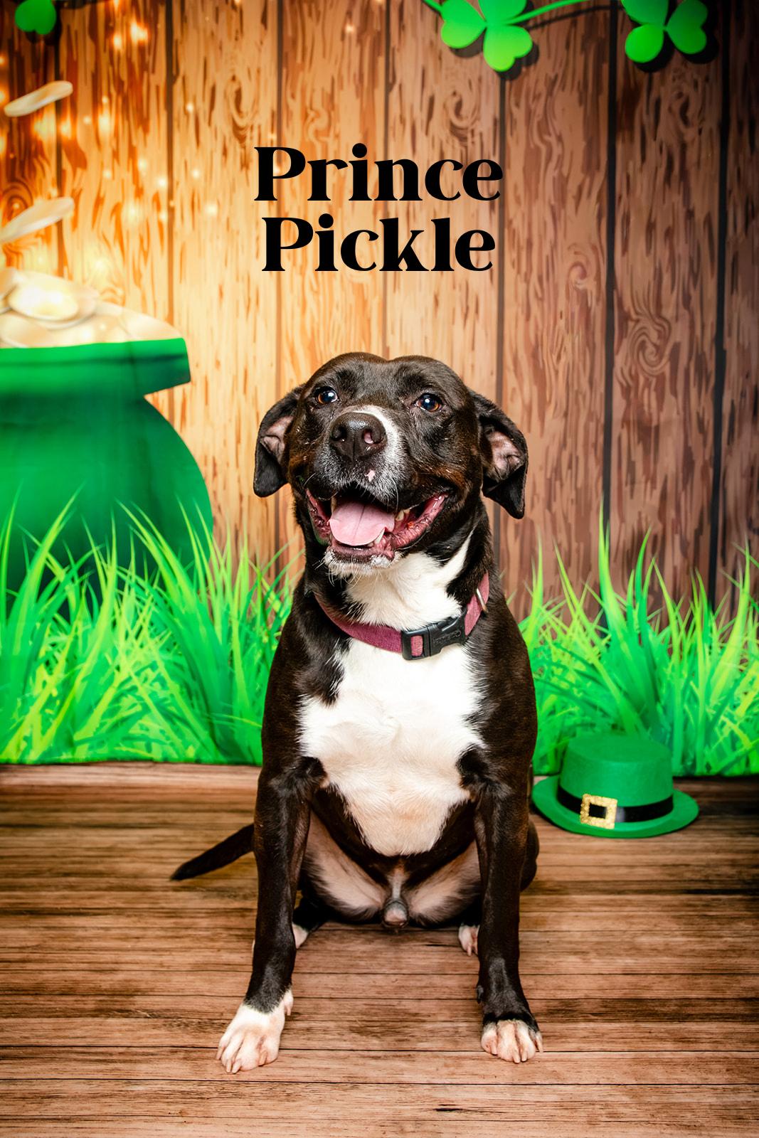 Enlarge Prince Pickle, a Adoptable mixed breed in Oak Ridge, TN image 3/6