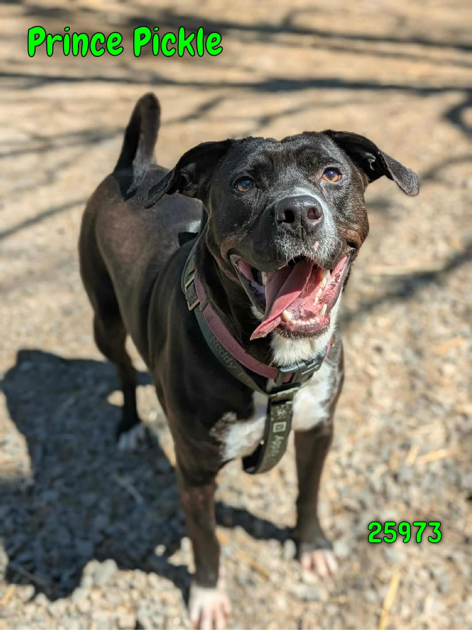 Prince Pickle, Adoptable, Adult Male Labrador Retriever.