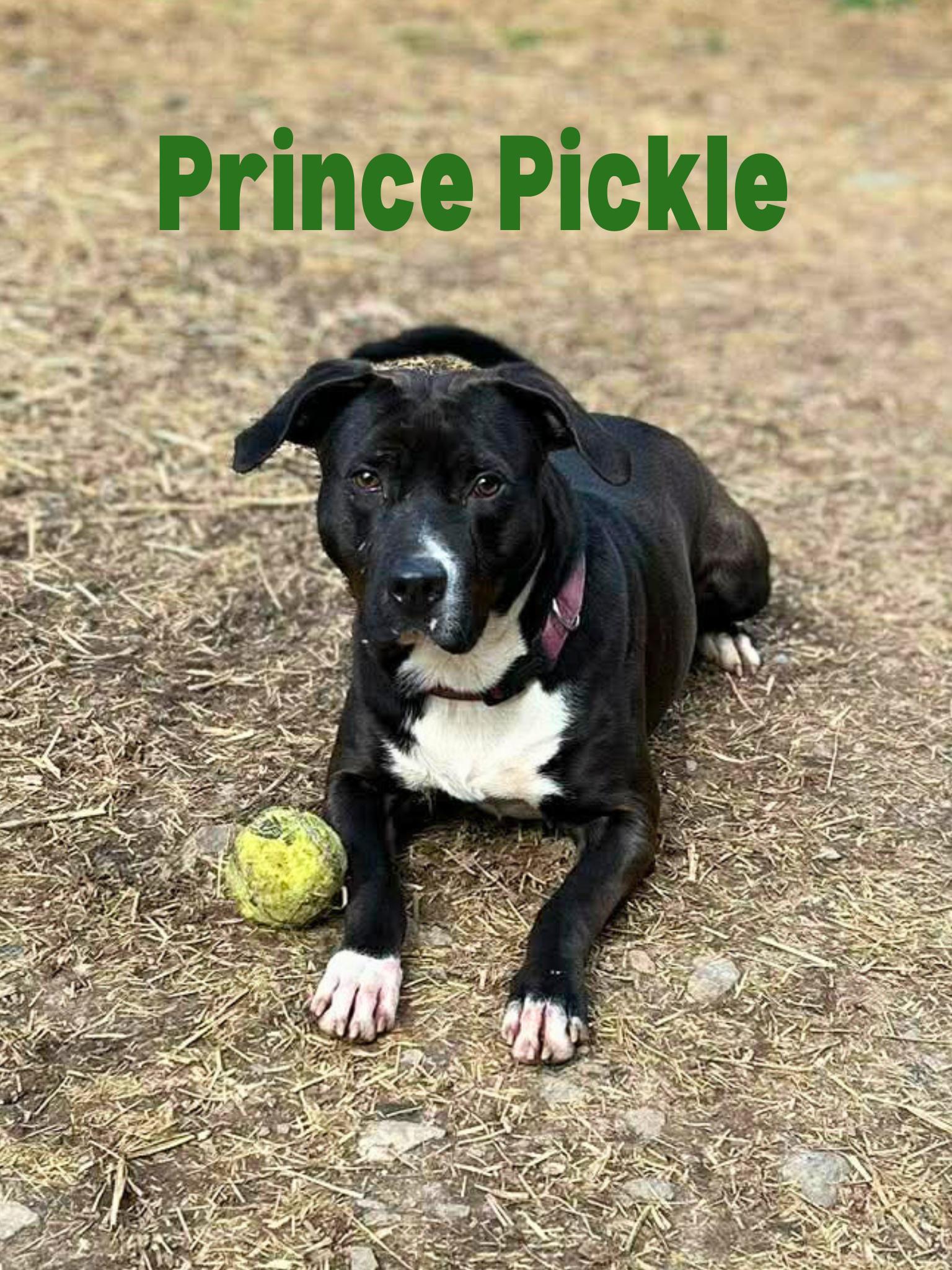 Enlarge Prince Pickle, a Adoptable mixed breed in Oak Ridge, TN image 6/6