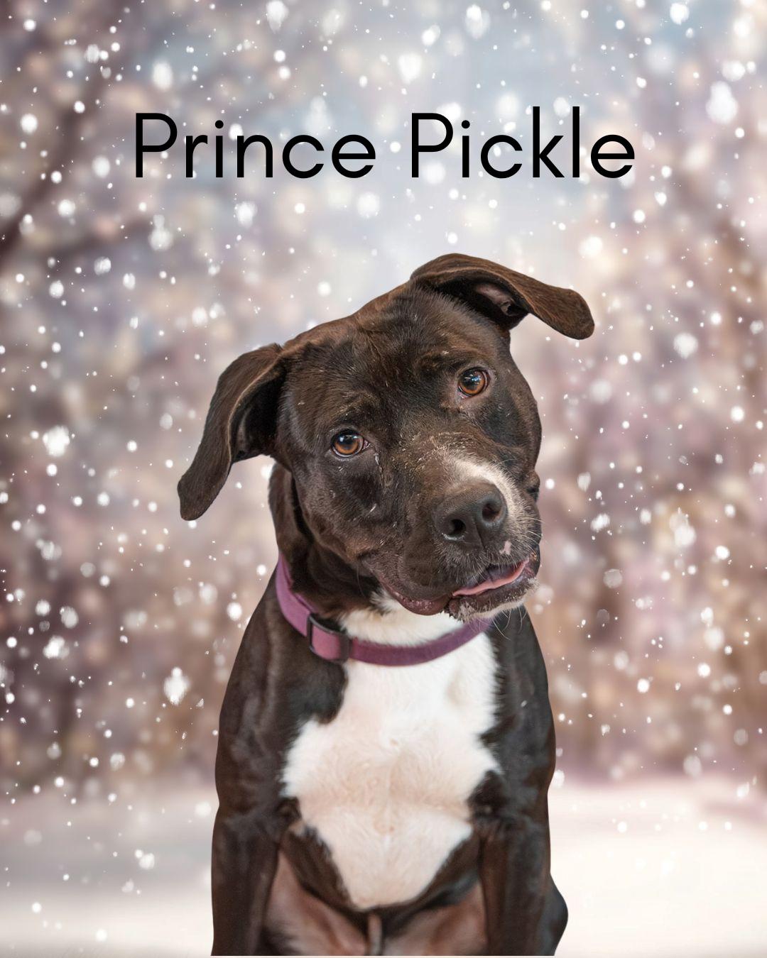 Enlarge Prince Pickle, a Adoptable mixed breed in Oak Ridge, TN image 4/6