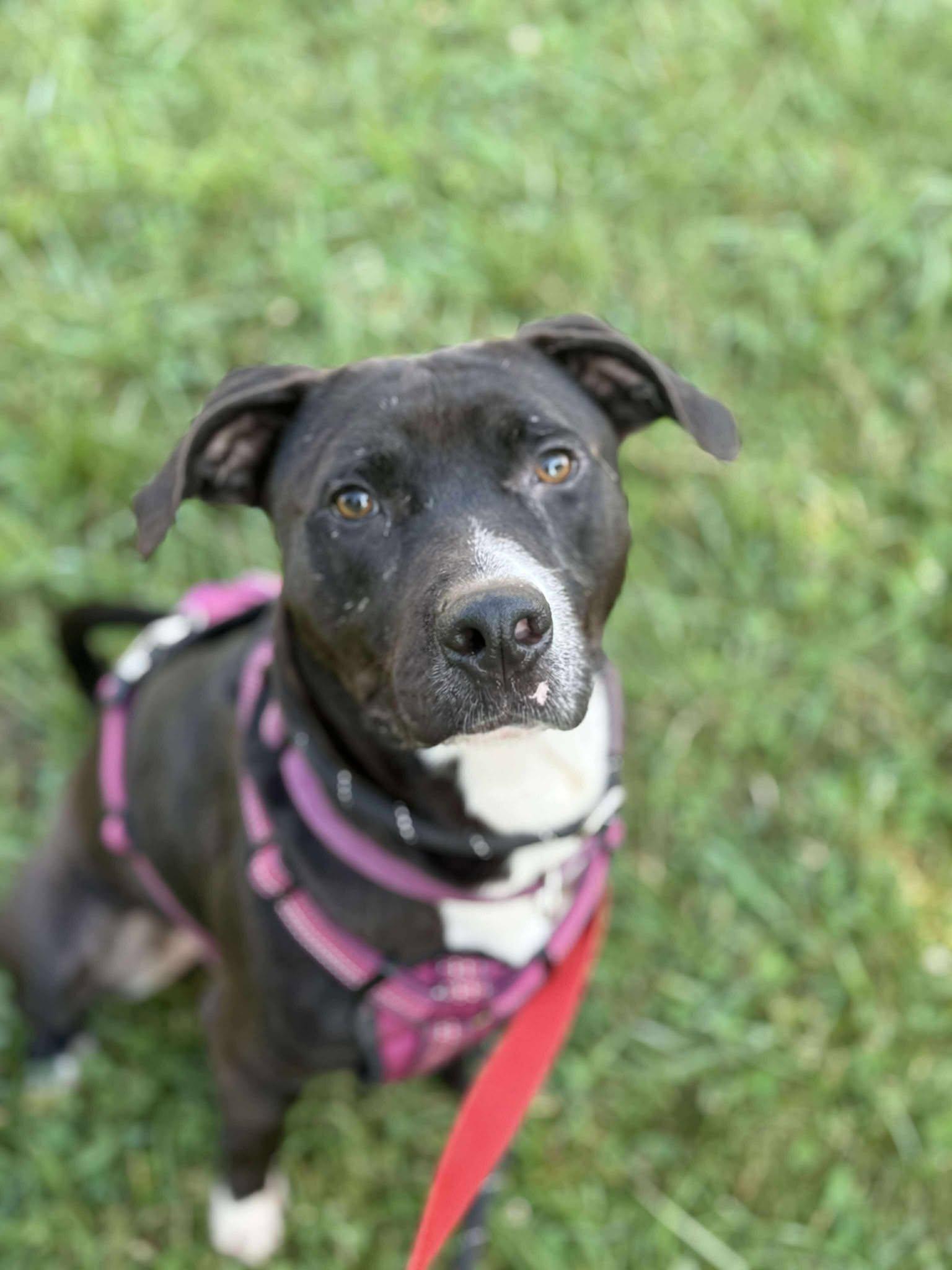 Enlarge Prince Pickle, a Adoptable mixed breed in Oak Ridge, TN image 5/6