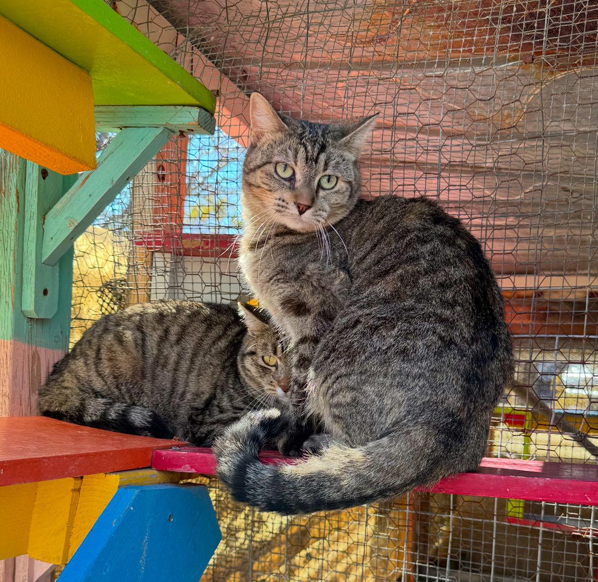 Mia, a Adoptable mixed breed in Williamsburg, NM image 1/4