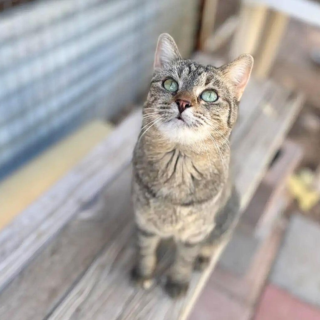 Mia