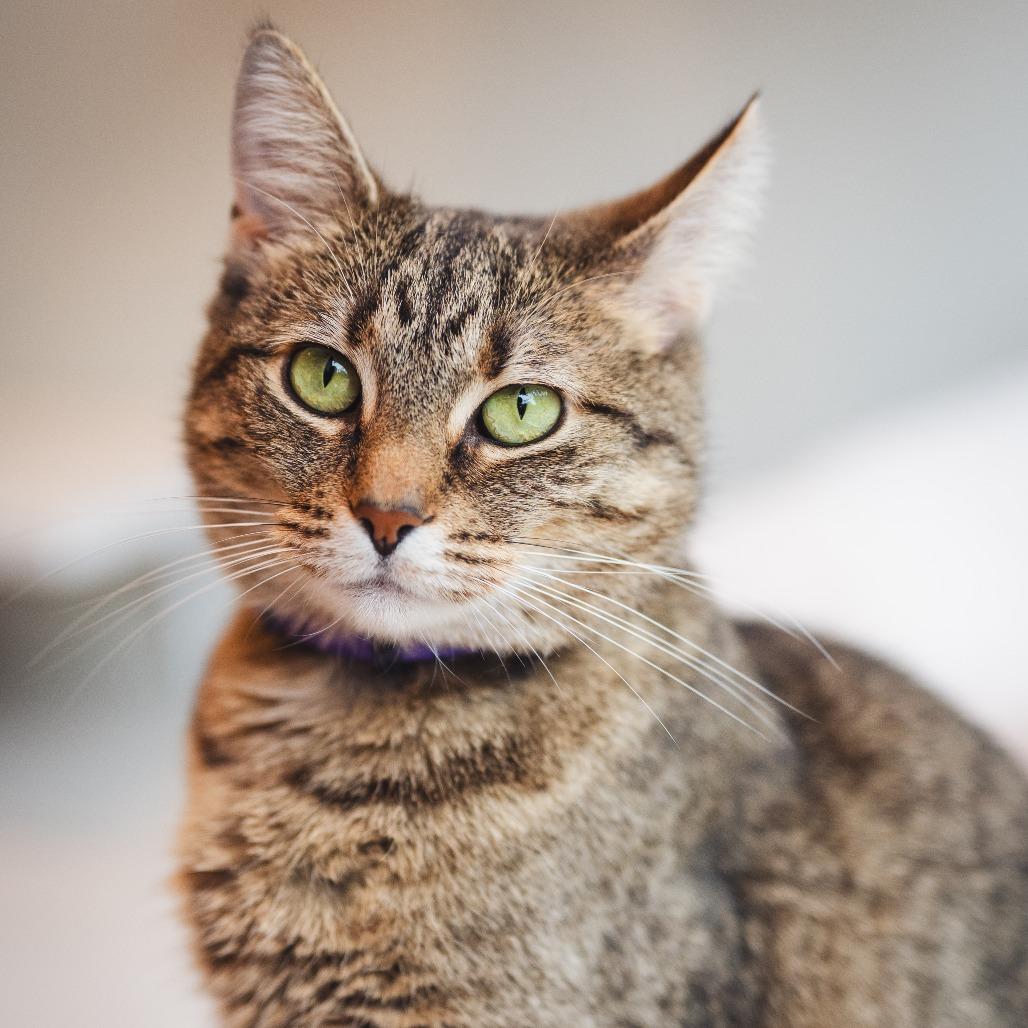 Pajama, Adoptable, Adult Female Domestic Short Hair.