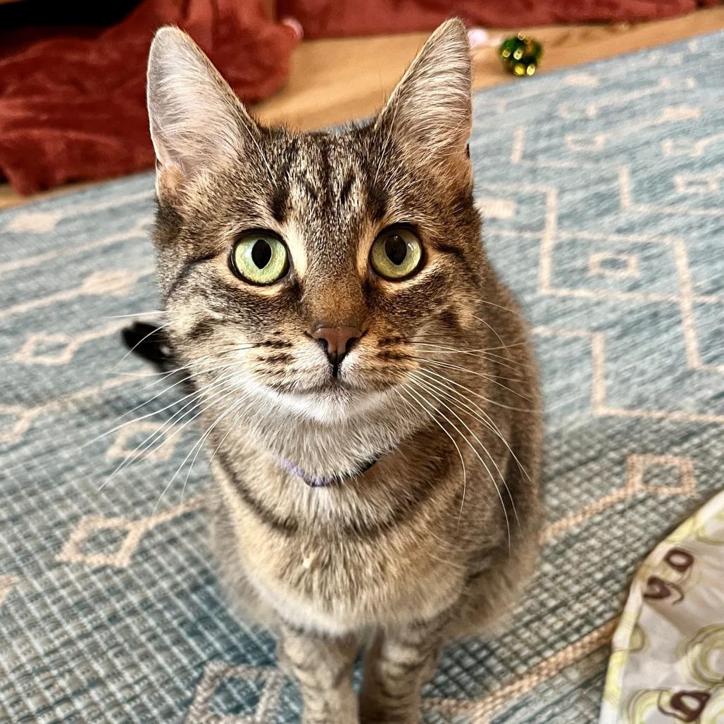 Enlarge Pajama, a Adoptable Domestic Short Hair in Evanston, IL image 3/4