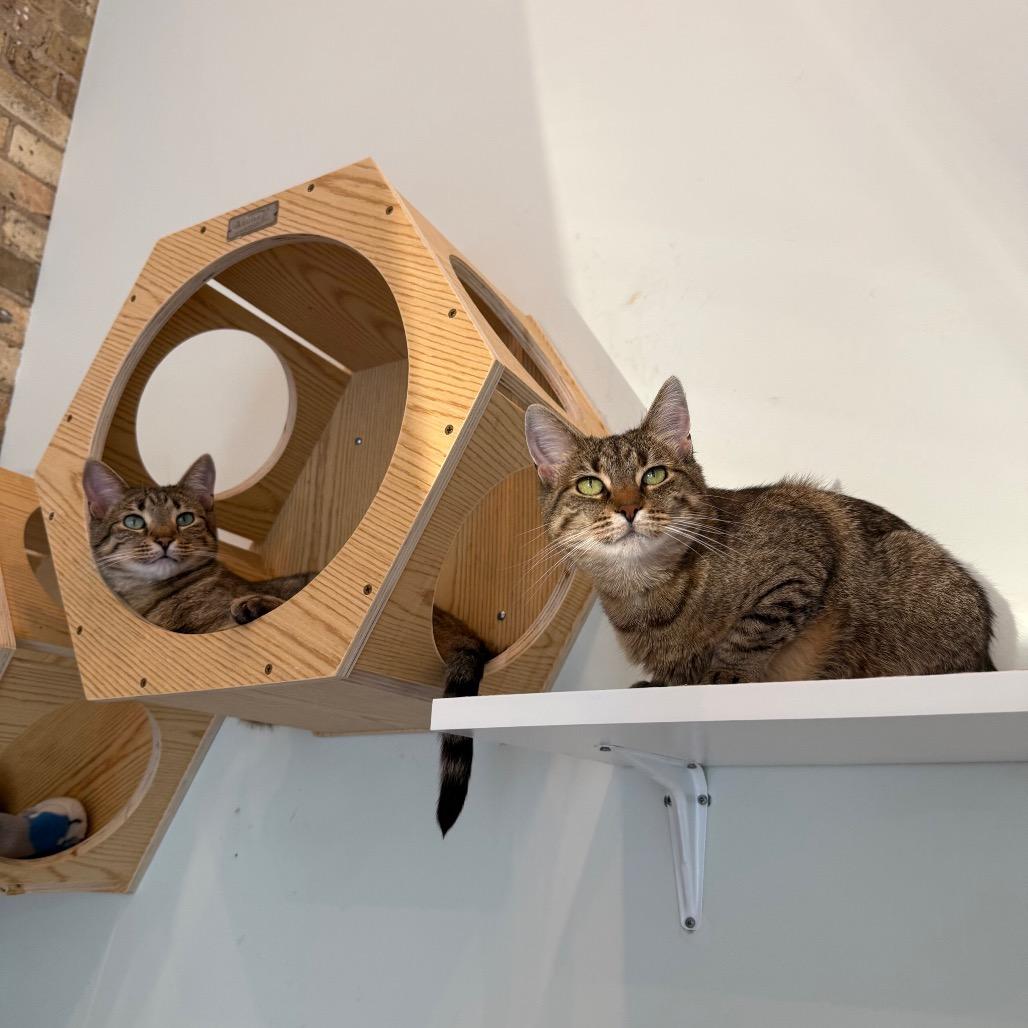 Enlarge Pajama, a Adoptable Domestic Short Hair in Evanston, IL image 5/6