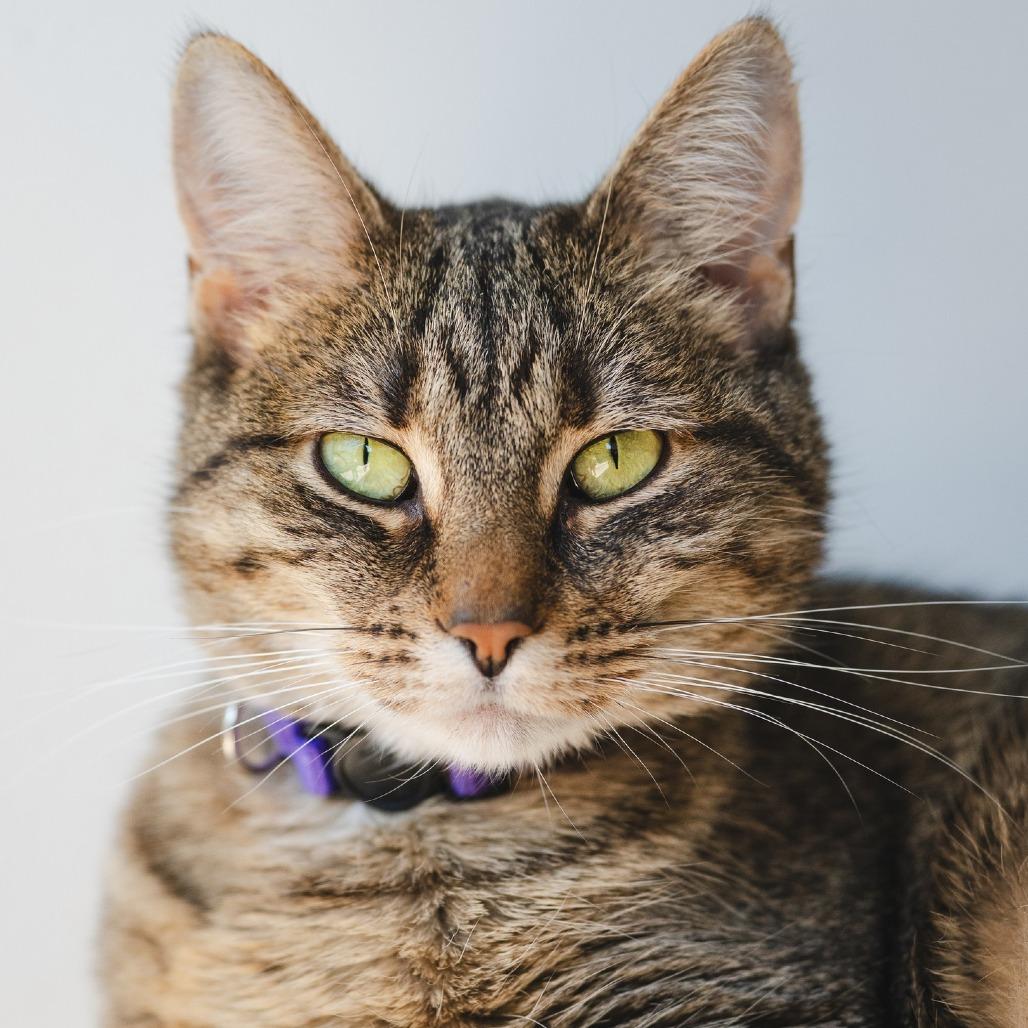 Enlarge Pajama, a Adoptable Domestic Short Hair in Evanston, IL image 4/4