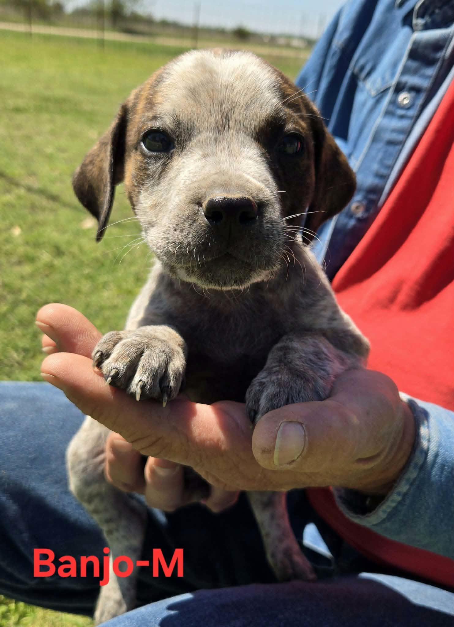 Banjo, ADOPTABLE, Puppy Male Cattle Dog.