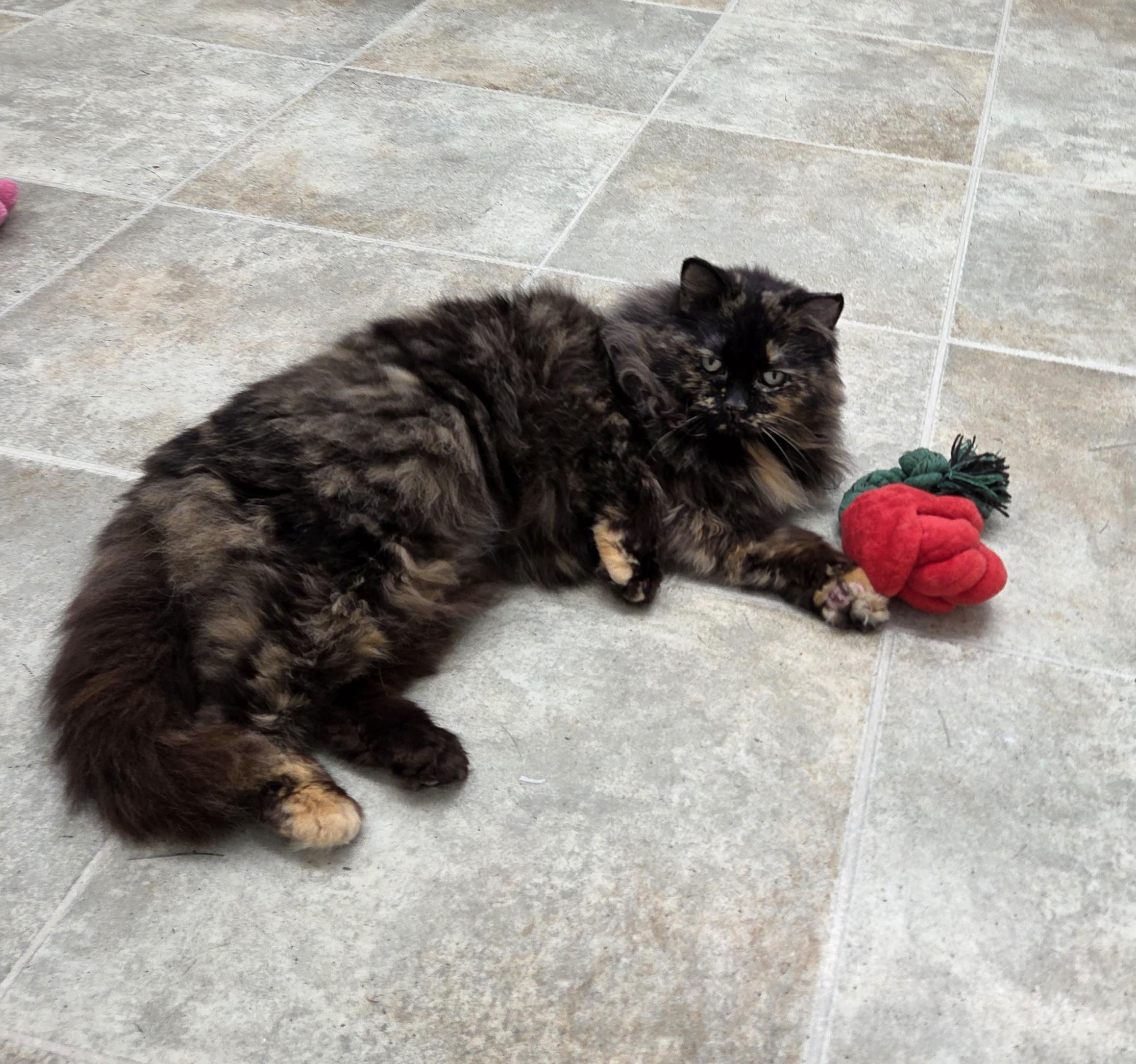 Enlarge Caterpillar, an adoptable mixed breed in Carsonville, MI image 1/6