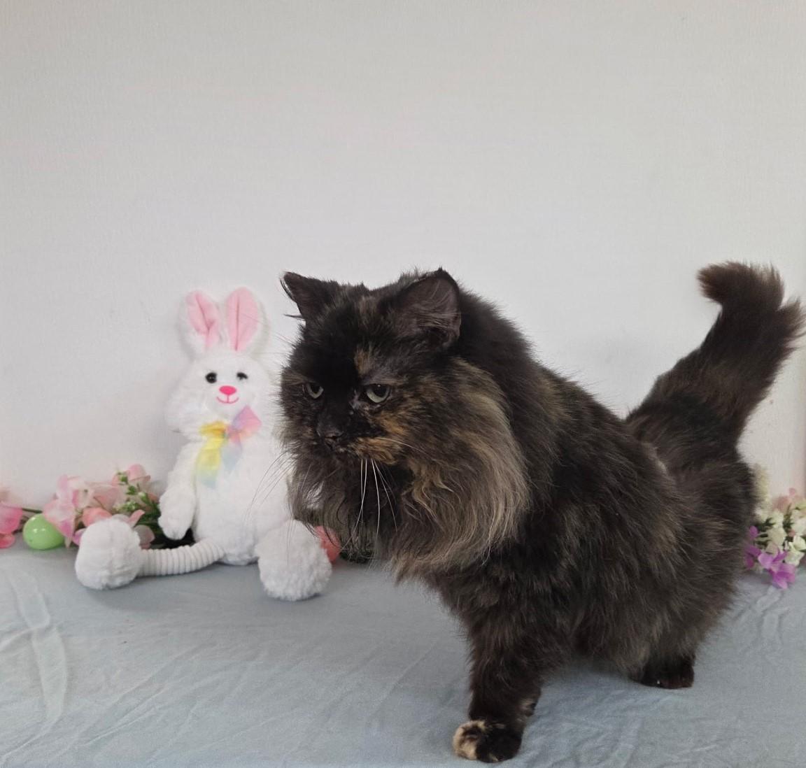 Enlarge Caterpillar, an adoptable mixed breed in Carsonville, MI image 4/4