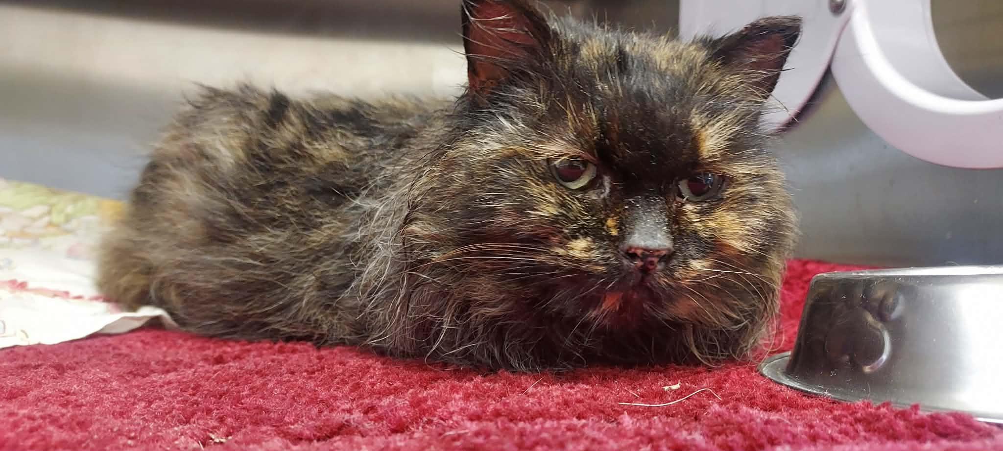 Enlarge Caterpillar, an adoptable mixed breed in Carsonville, MI image 3/4