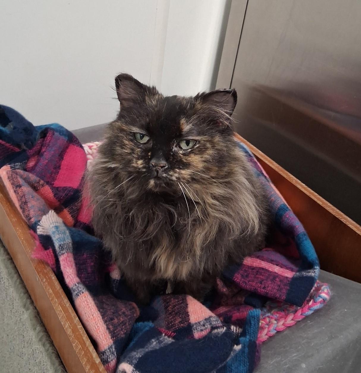 Enlarge Caterpillar, an adoptable mixed breed in Carsonville, MI image 6/6