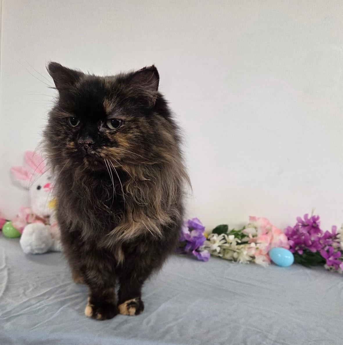 Caterpillar, adoptable, Adult Female Domestic Long Hair.