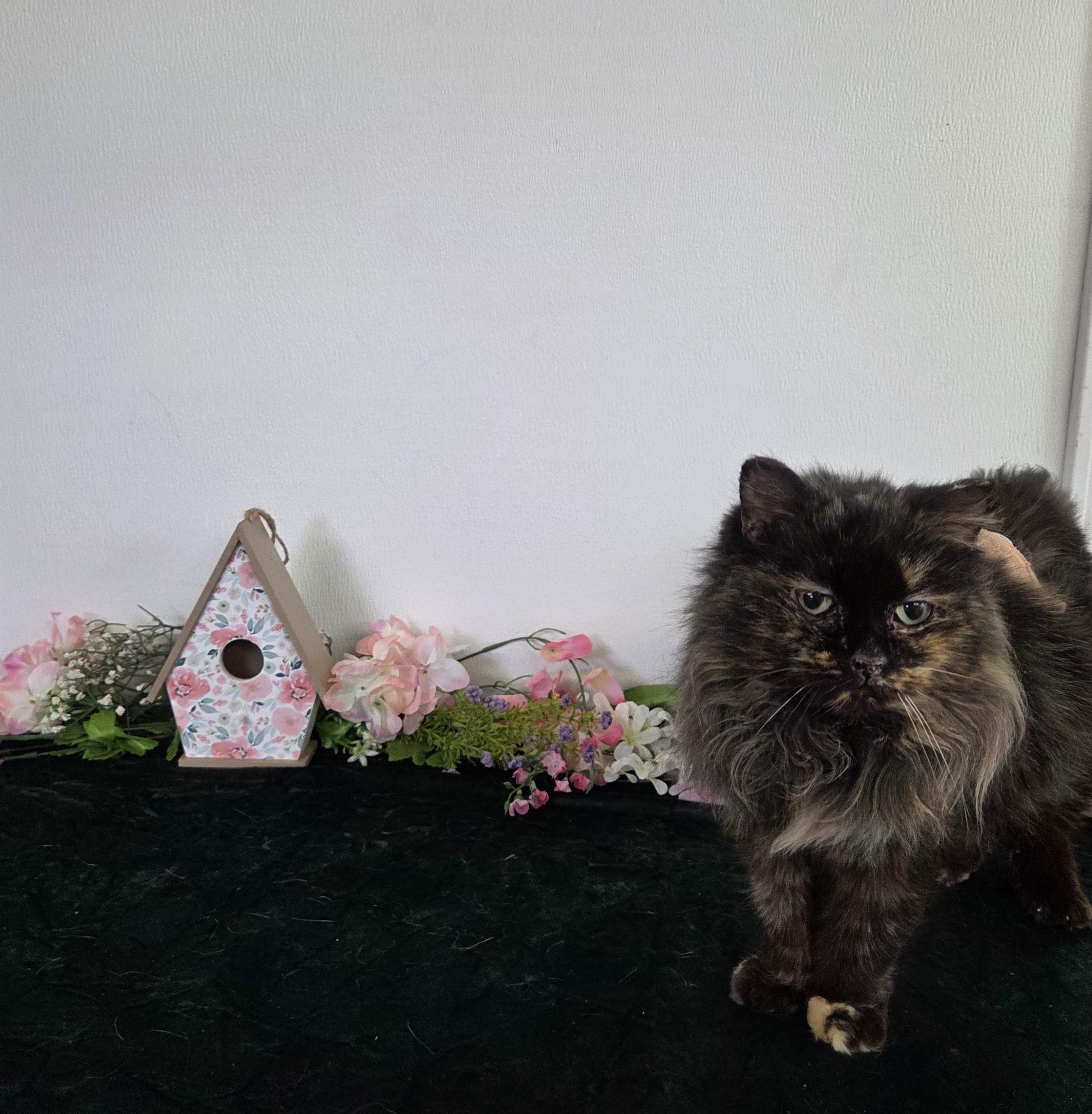 Enlarge Caterpillar, an adoptable mixed breed in Carsonville, MI image 2/4