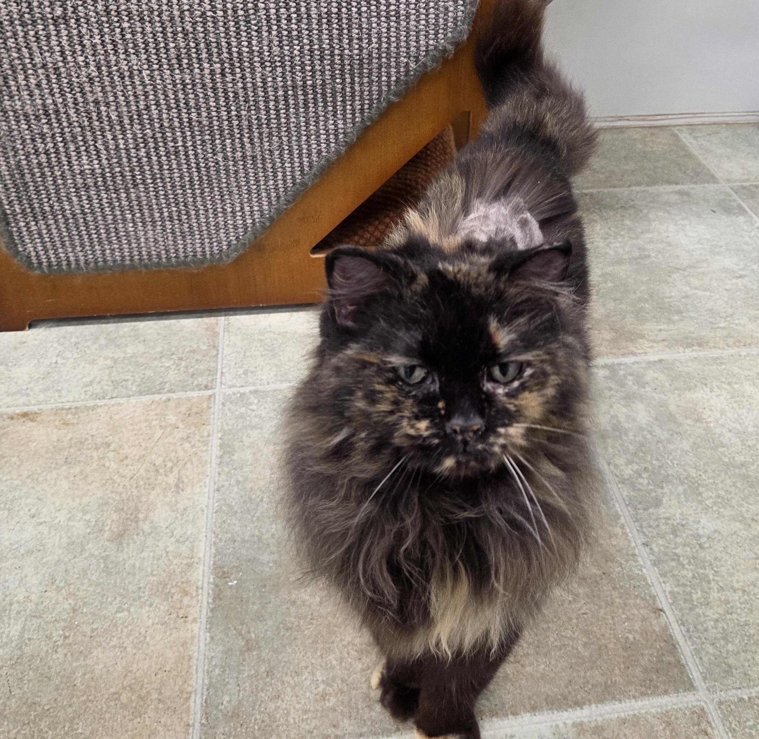 Enlarge Caterpillar, an adoptable mixed breed in Carsonville, MI image 3/6