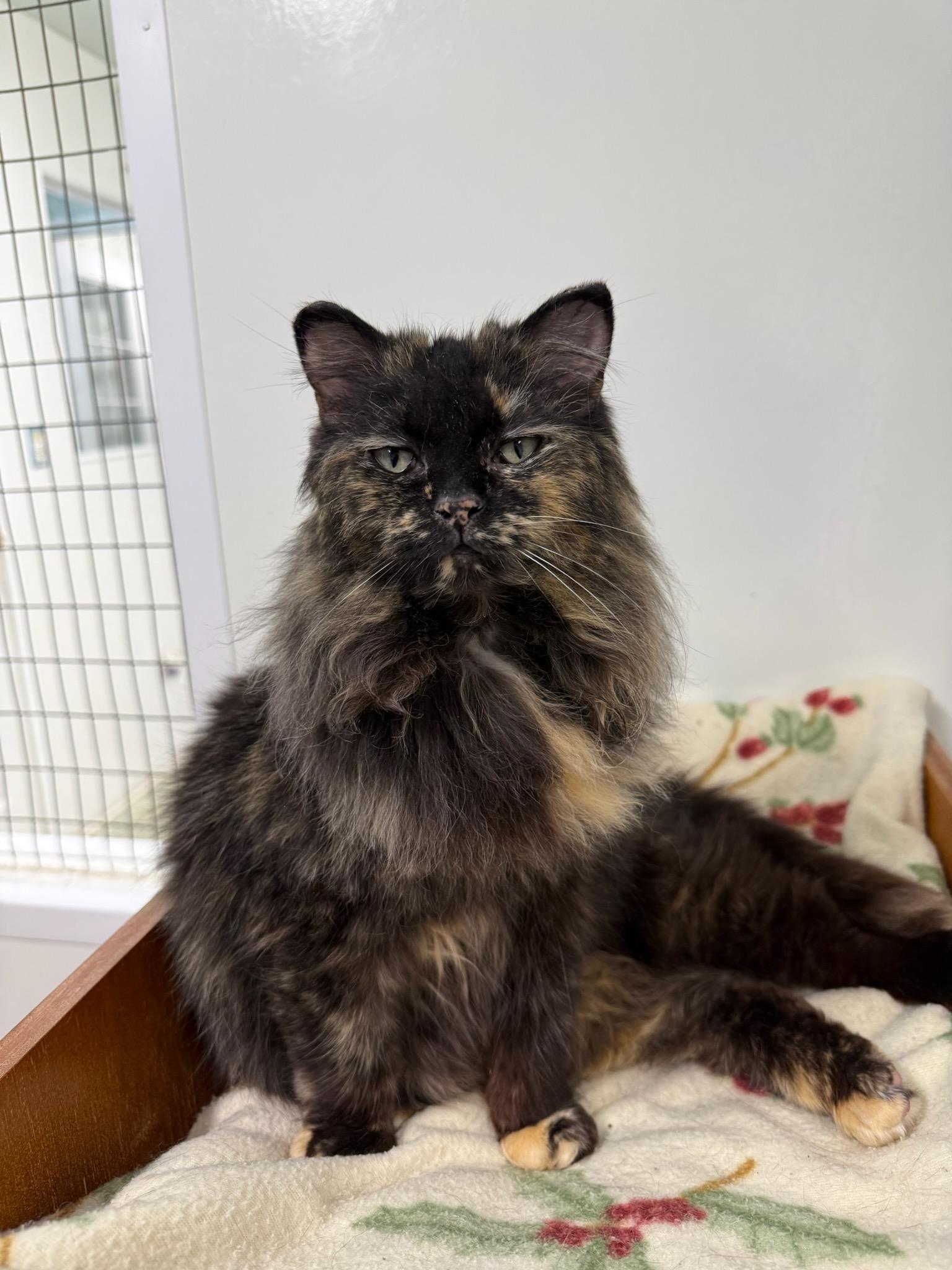 Caterpillar, adoptable, Adult Female Domestic Long Hair.