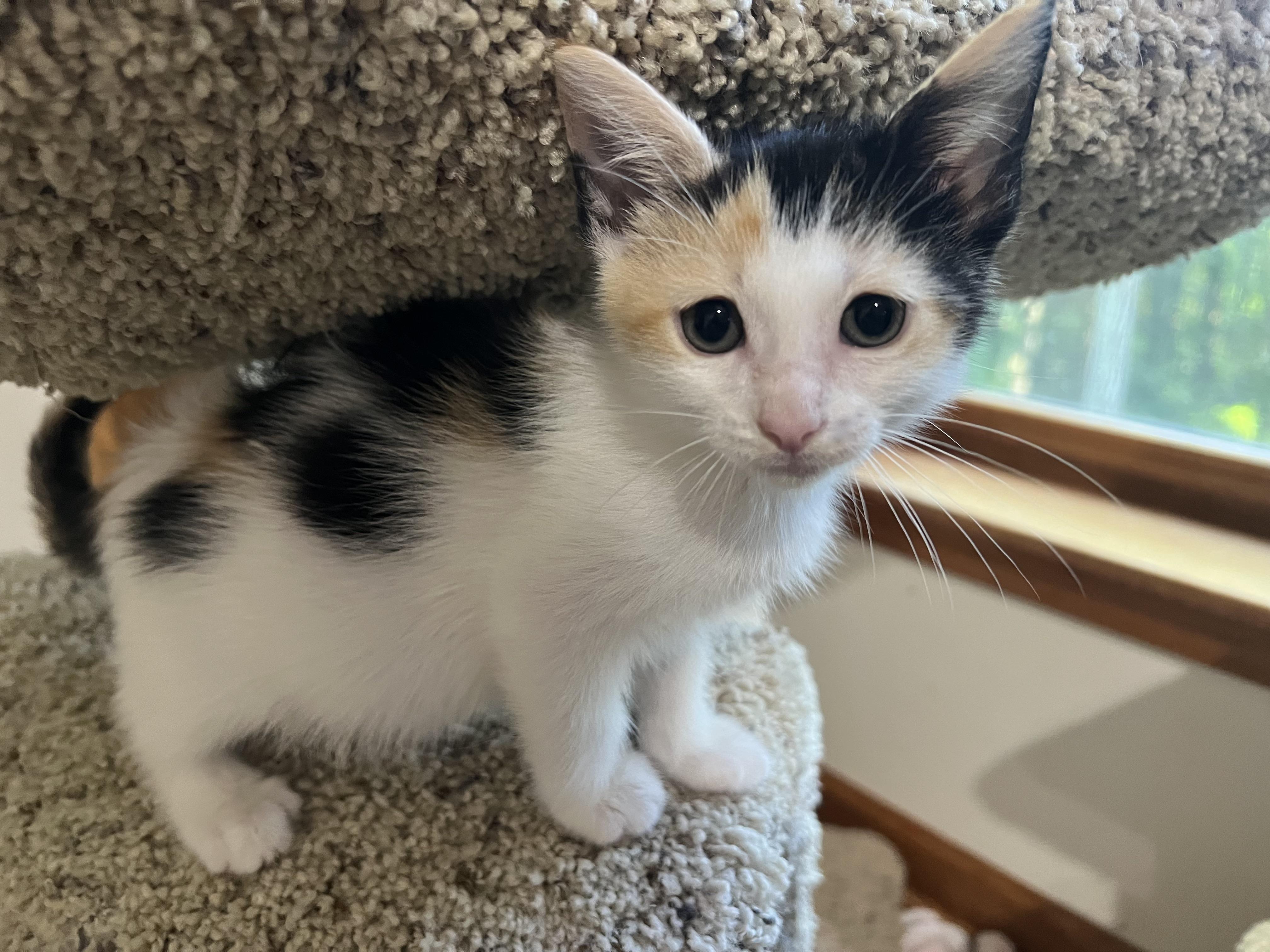 DOLLY (she's a gem), an adopted mixed breed in New Milford, CT image 4/6