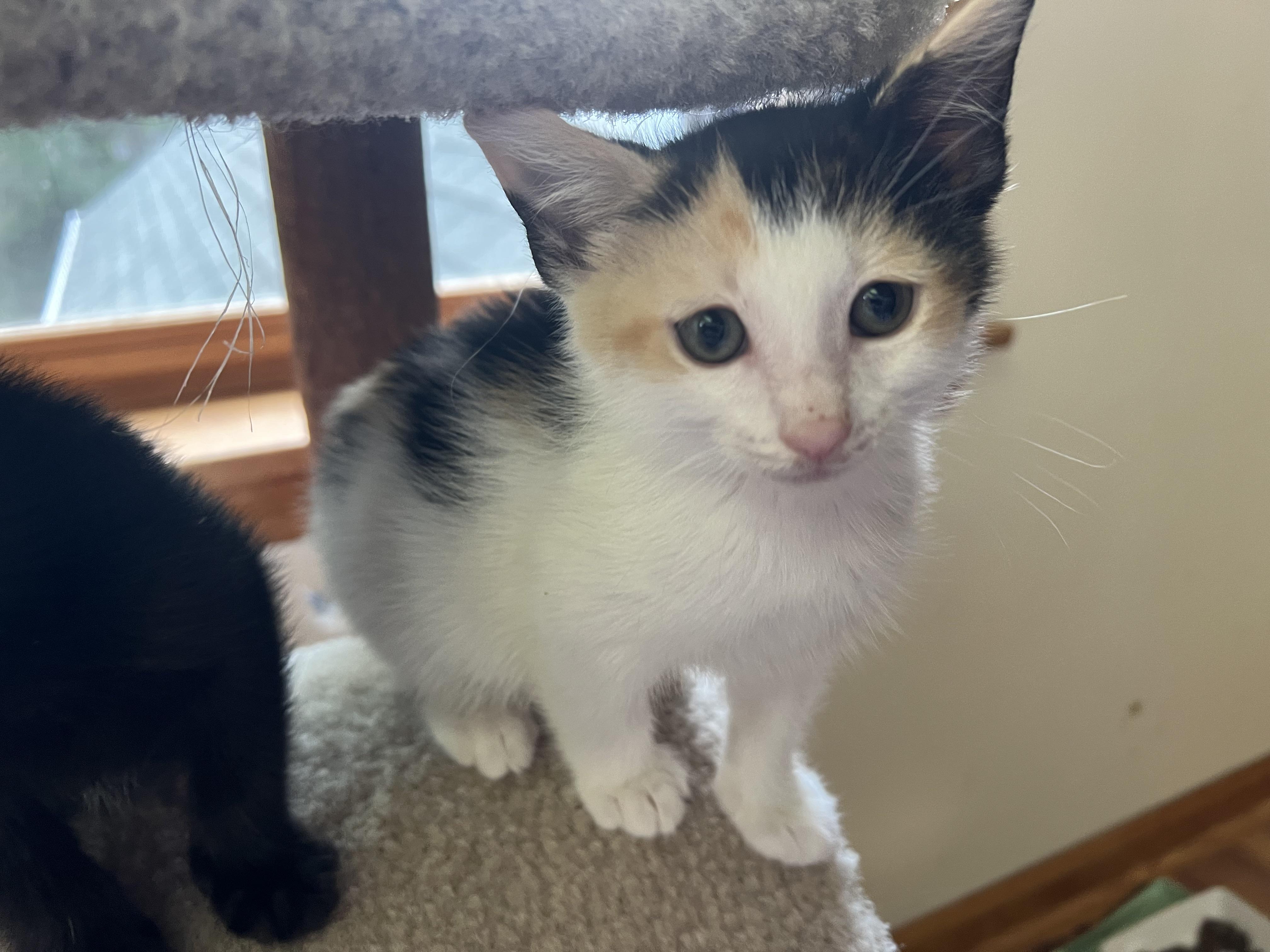 DOLLY (she's a gem), an adopted mixed breed in New Milford, CT image 2/6