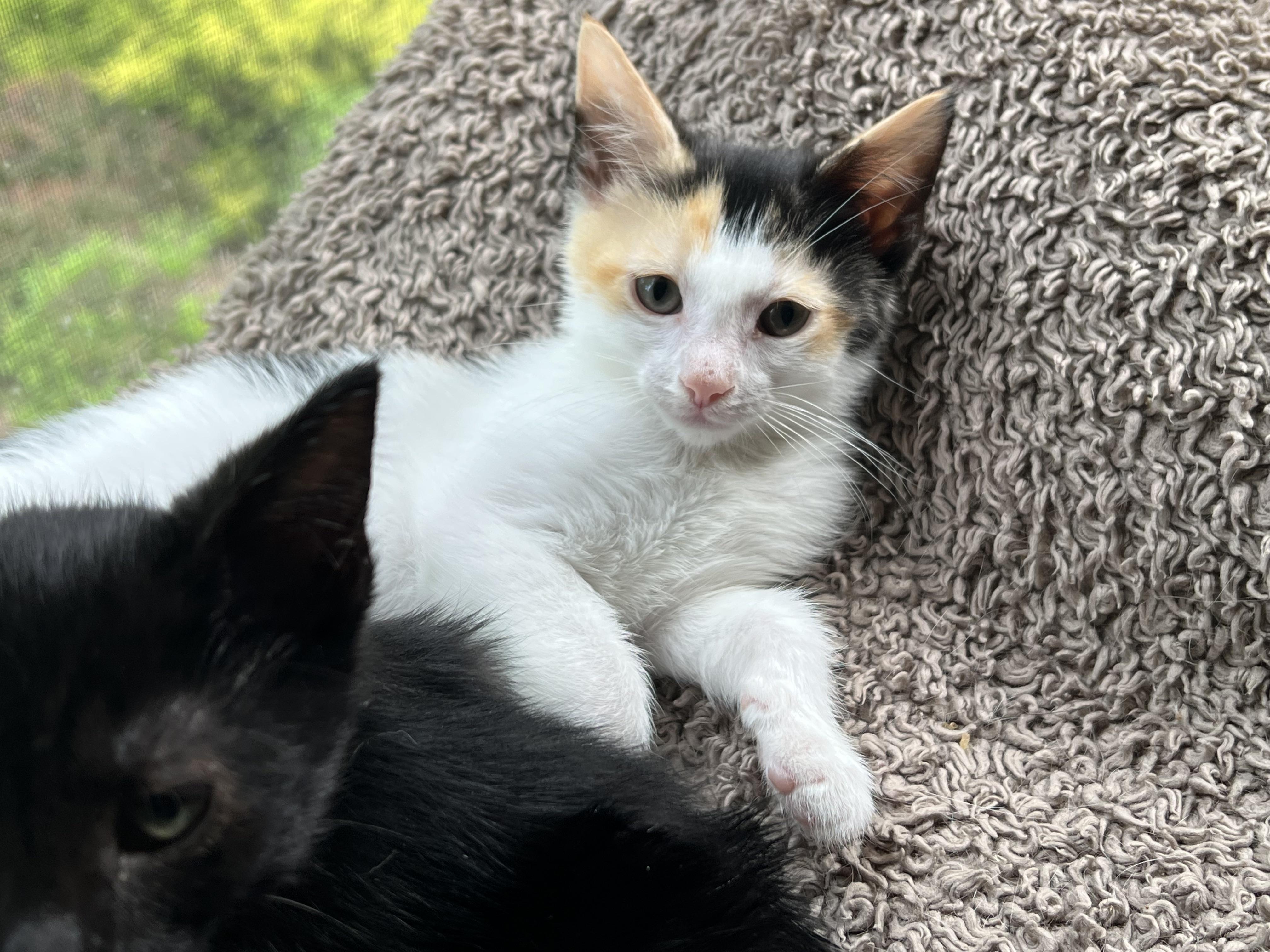 DOLLY (she's a gem), an adopted mixed breed in New Milford, CT image 5/6