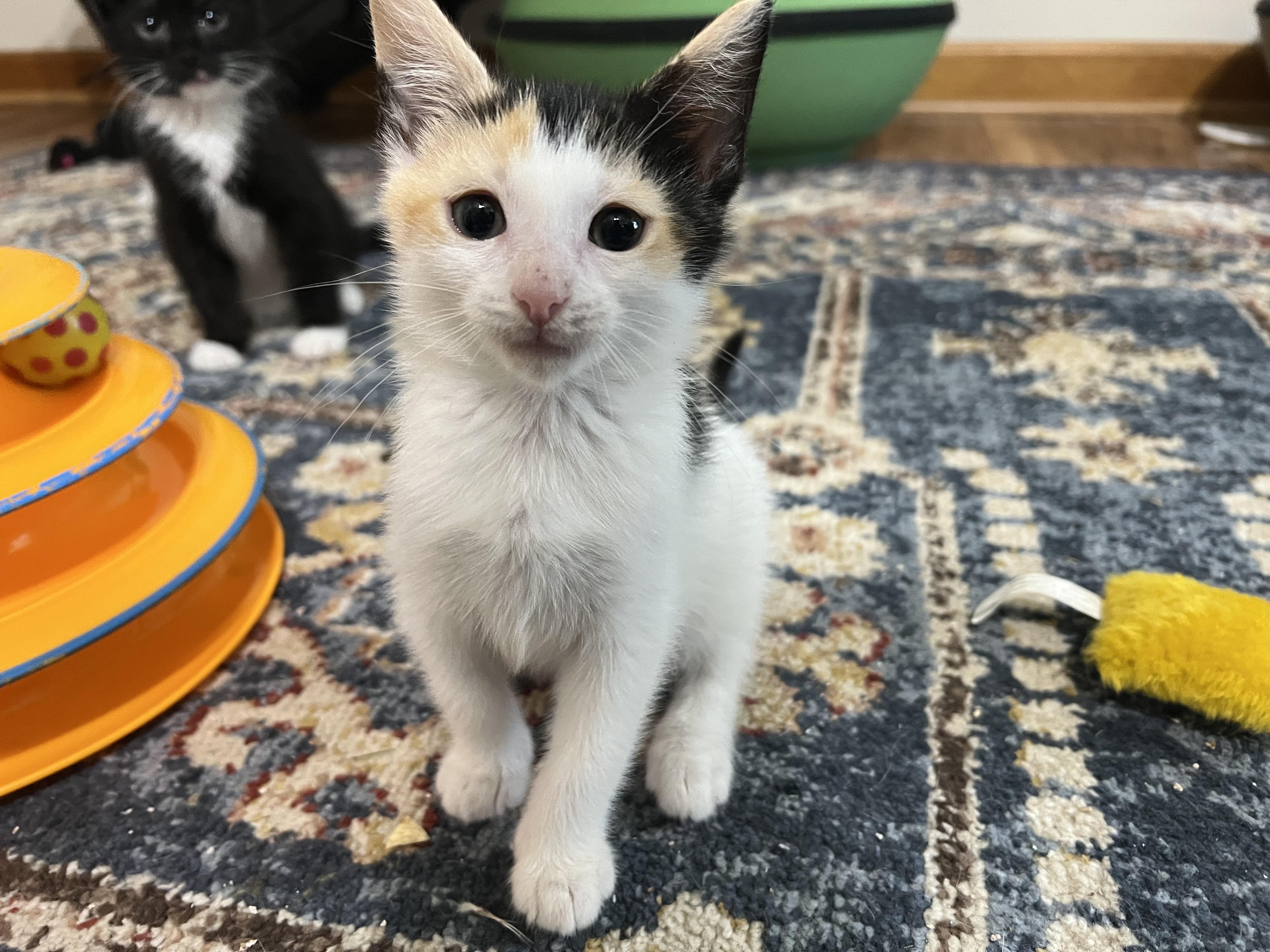 DOLLY (she's a gem), adopted, Kitten Female Calico & Domestic Short Hair.