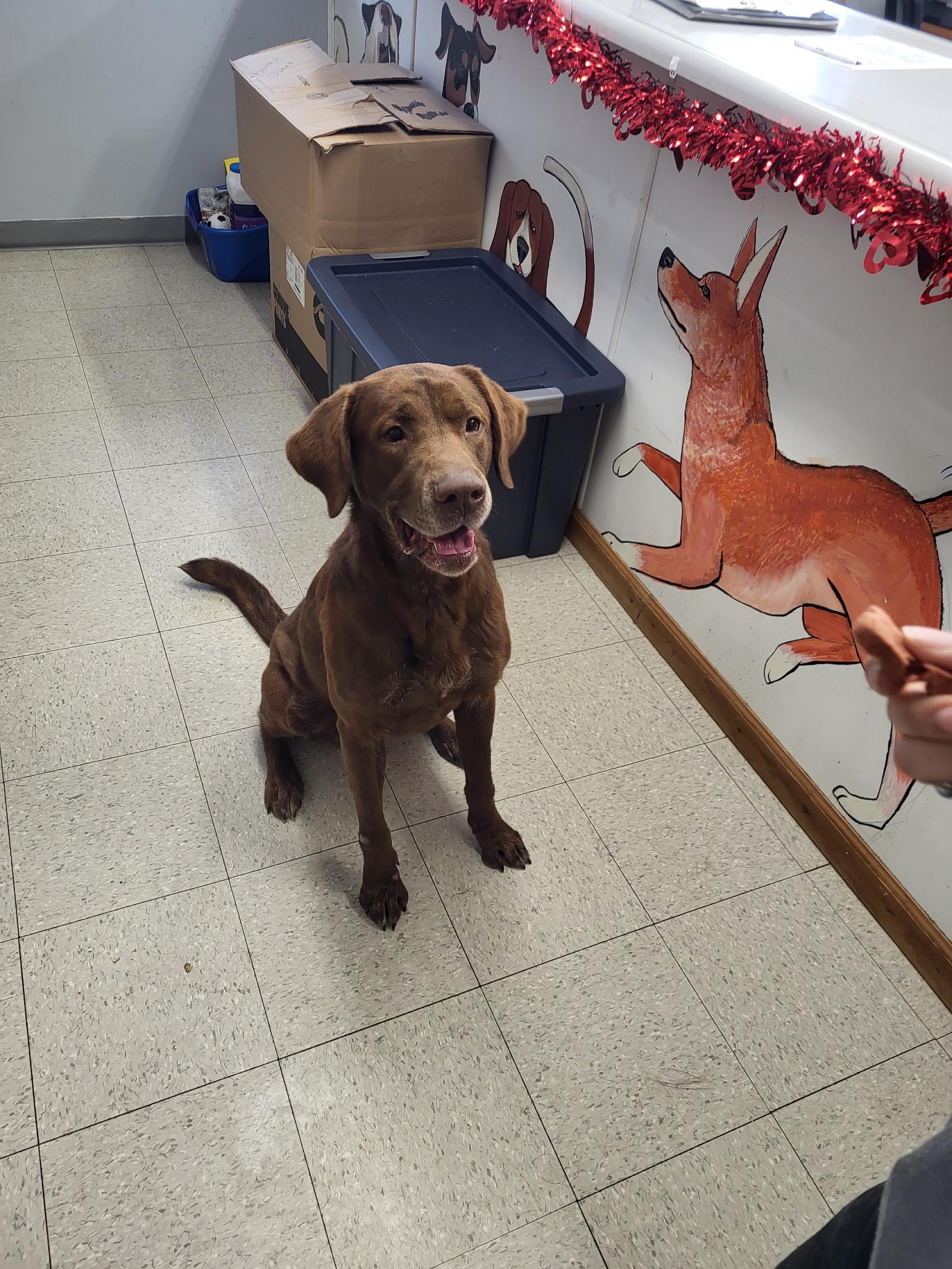 Enlarge Hershey, a Adoptable mixed breed in Petersburg, IN image 1/1