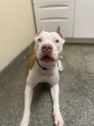 Enlarge Cashew, a Adoptable mixed breed in Norfolk, VA image 1/2