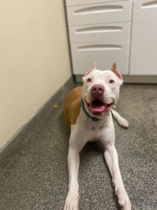 Enlarge Cashew, a Adoptable mixed breed in Norfolk, VA image 2/2