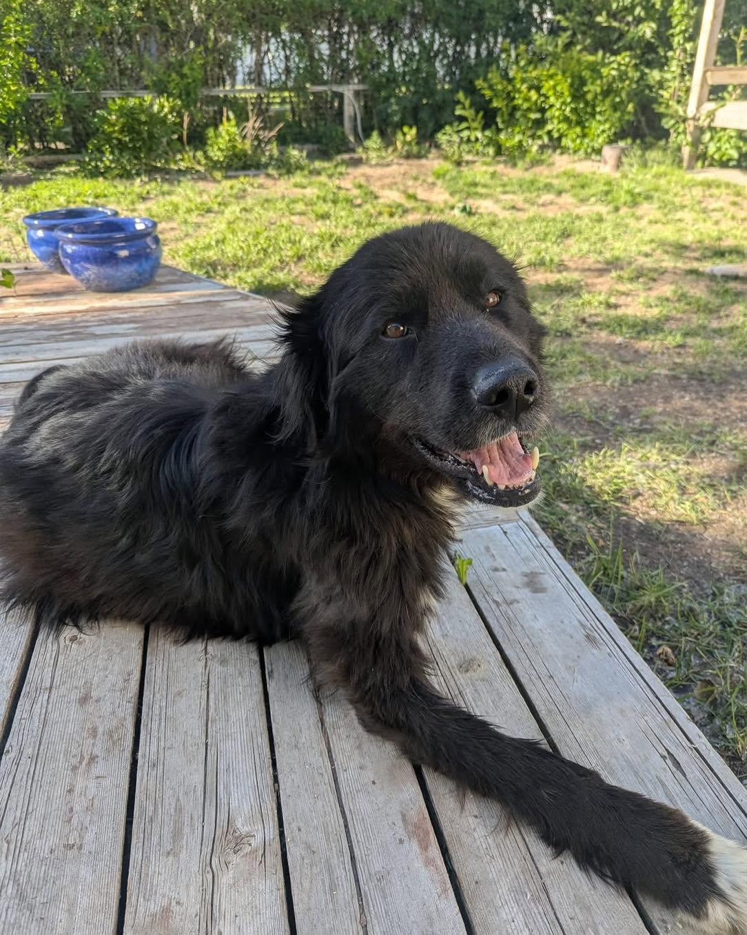 Tommy, ADOPTABLE, Adult Male Border Collie & Great Pyrenees.