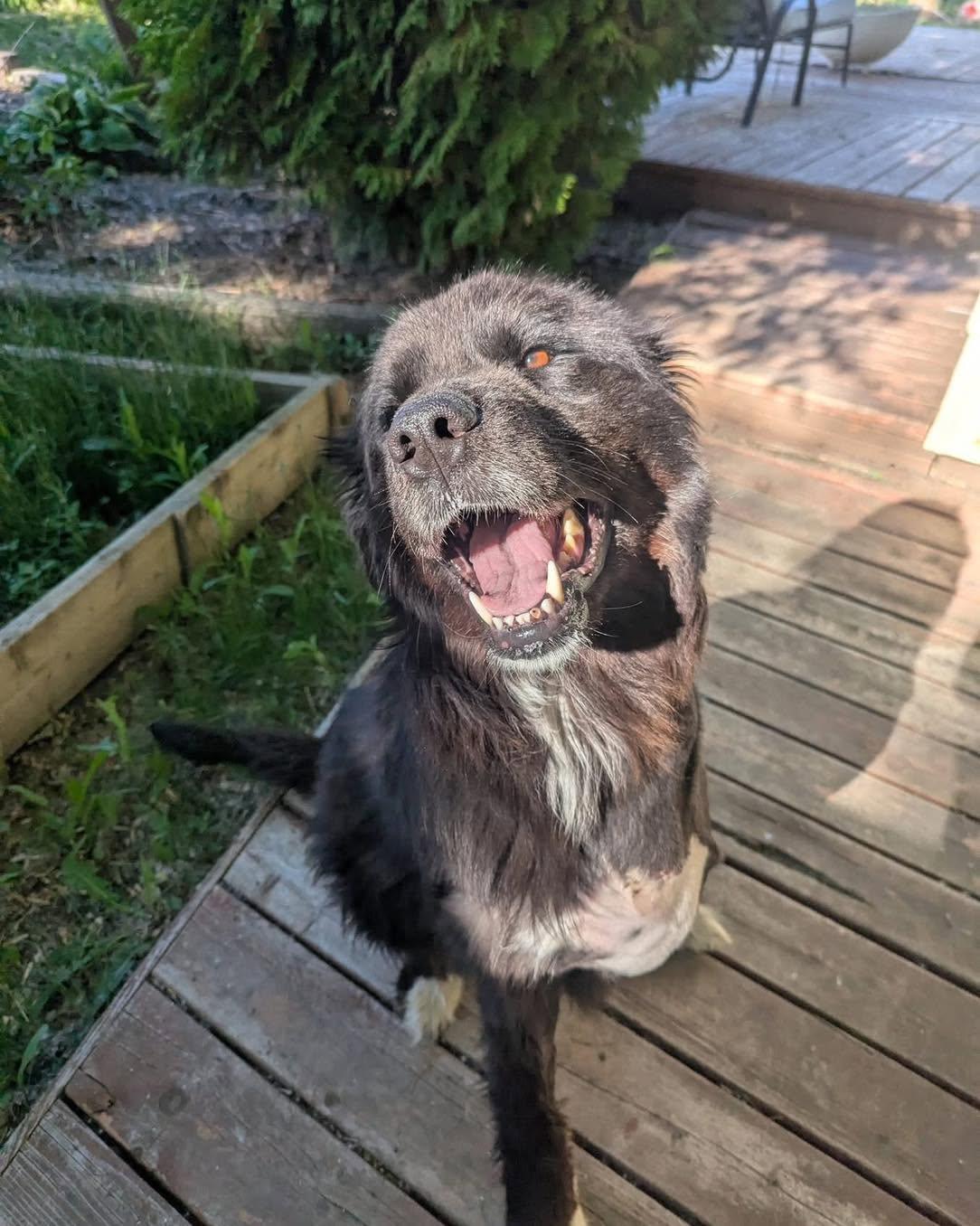 Enlarge Tommy, a ADOPTABLE mixed breed in Lethbridge, AB image 2/2