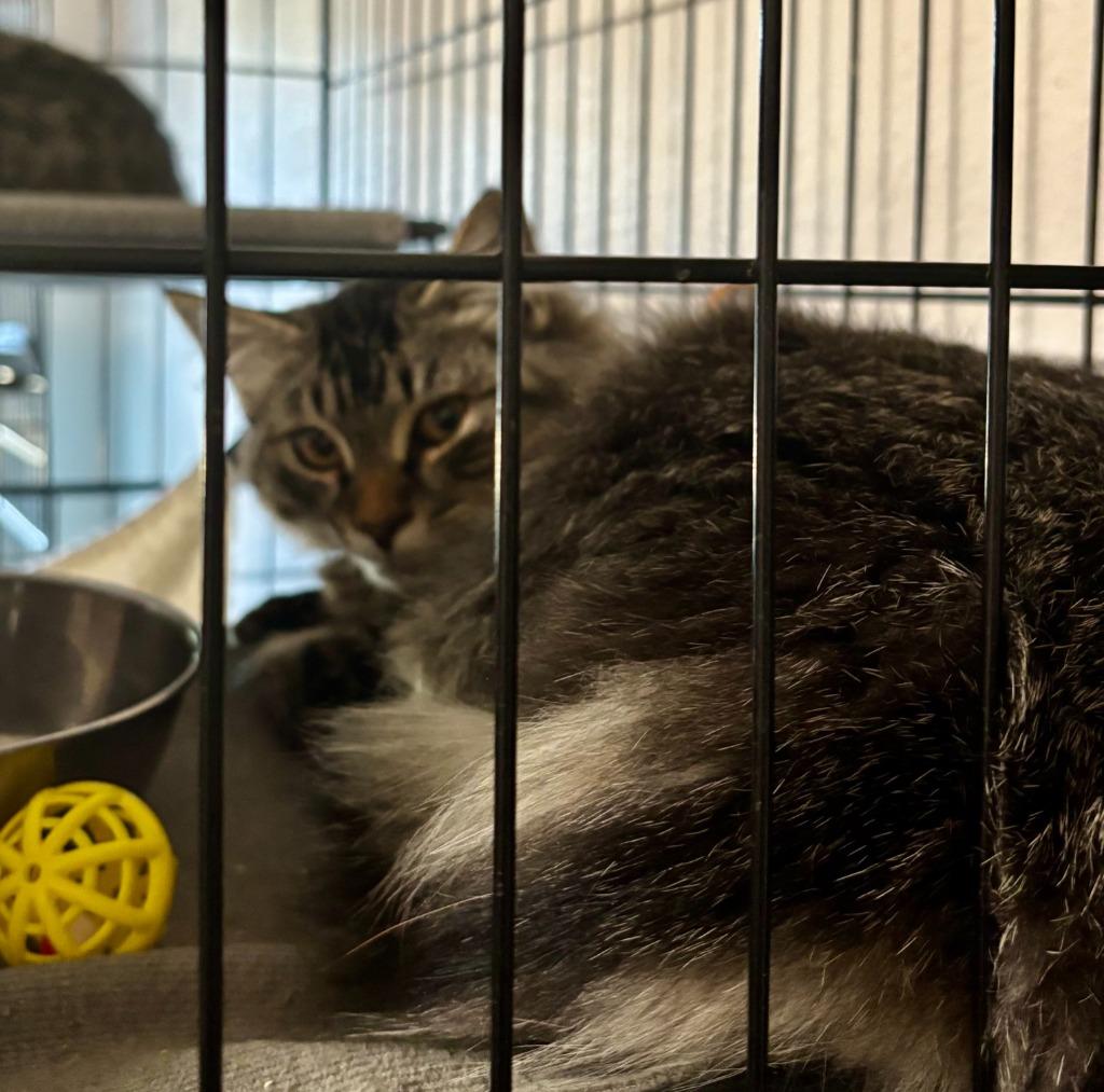 Enlarge Ash, a Adoptable mixed breed in Thompson Falls, MT image 1/1