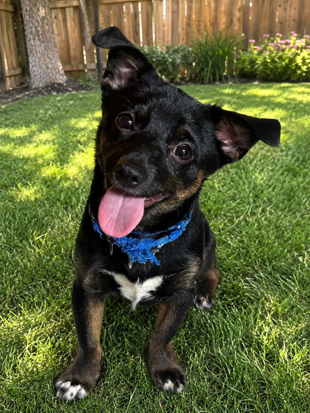 Bear, a ADOPTABLE mixed breed in Kutztown, PA image 1/3