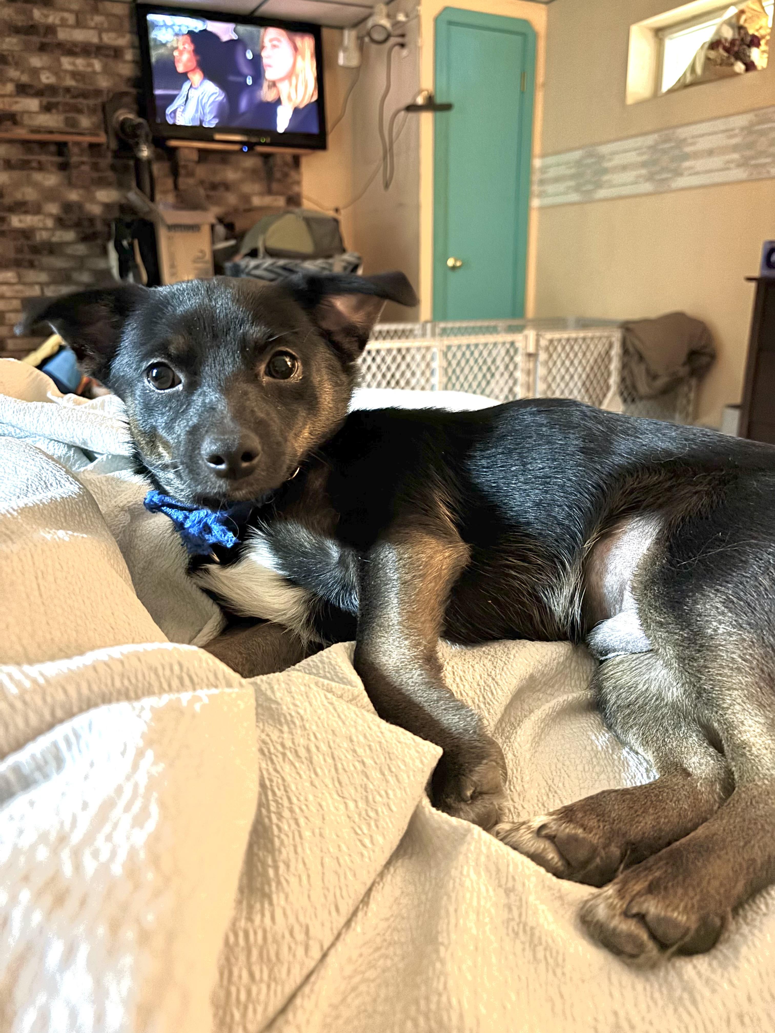 Bear, a ADOPTABLE mixed breed in Kutztown, PA image 3/3