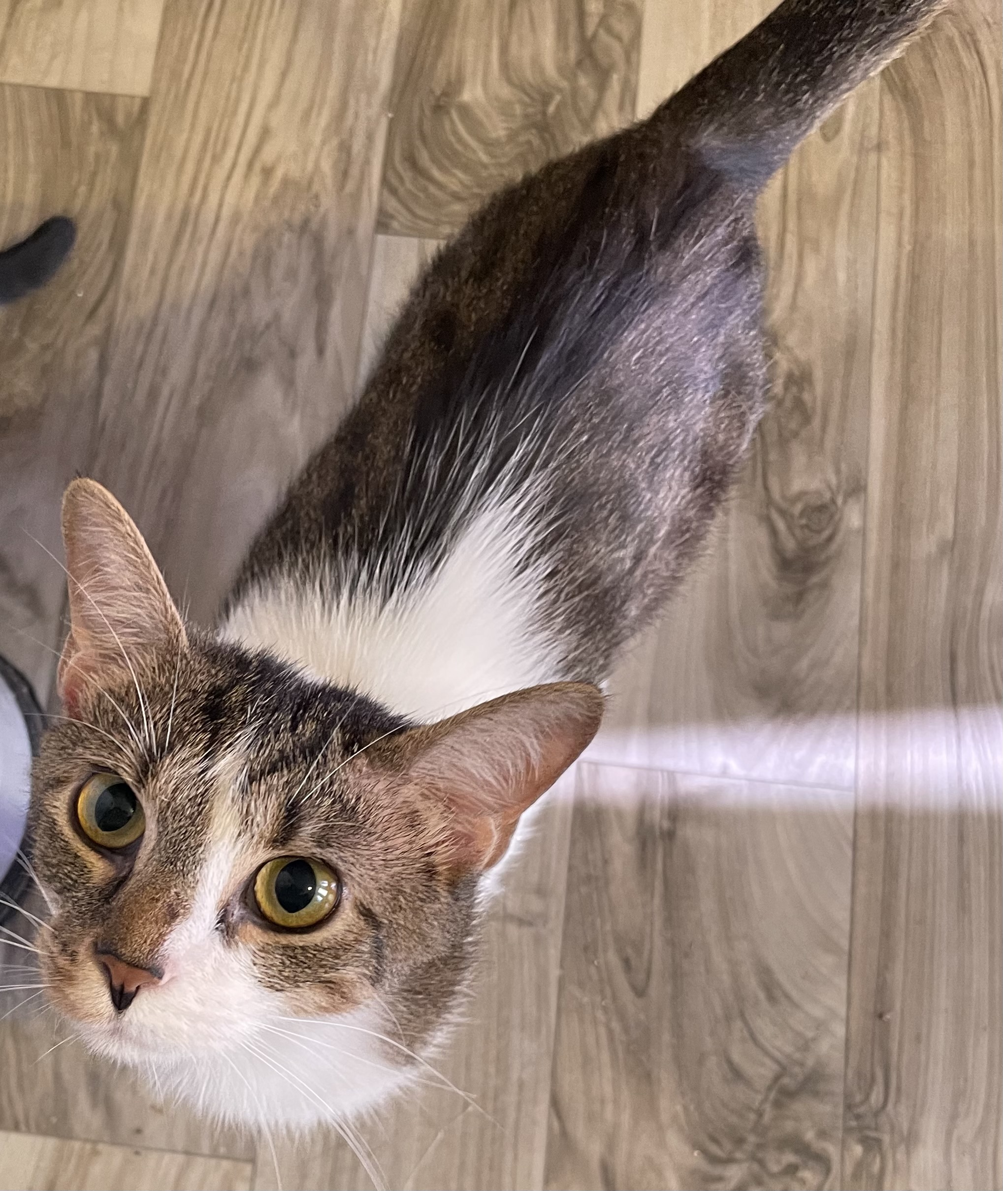 Cat for adoption Stitch, a Domestic Short Hair in Watonga, OK Petfinder