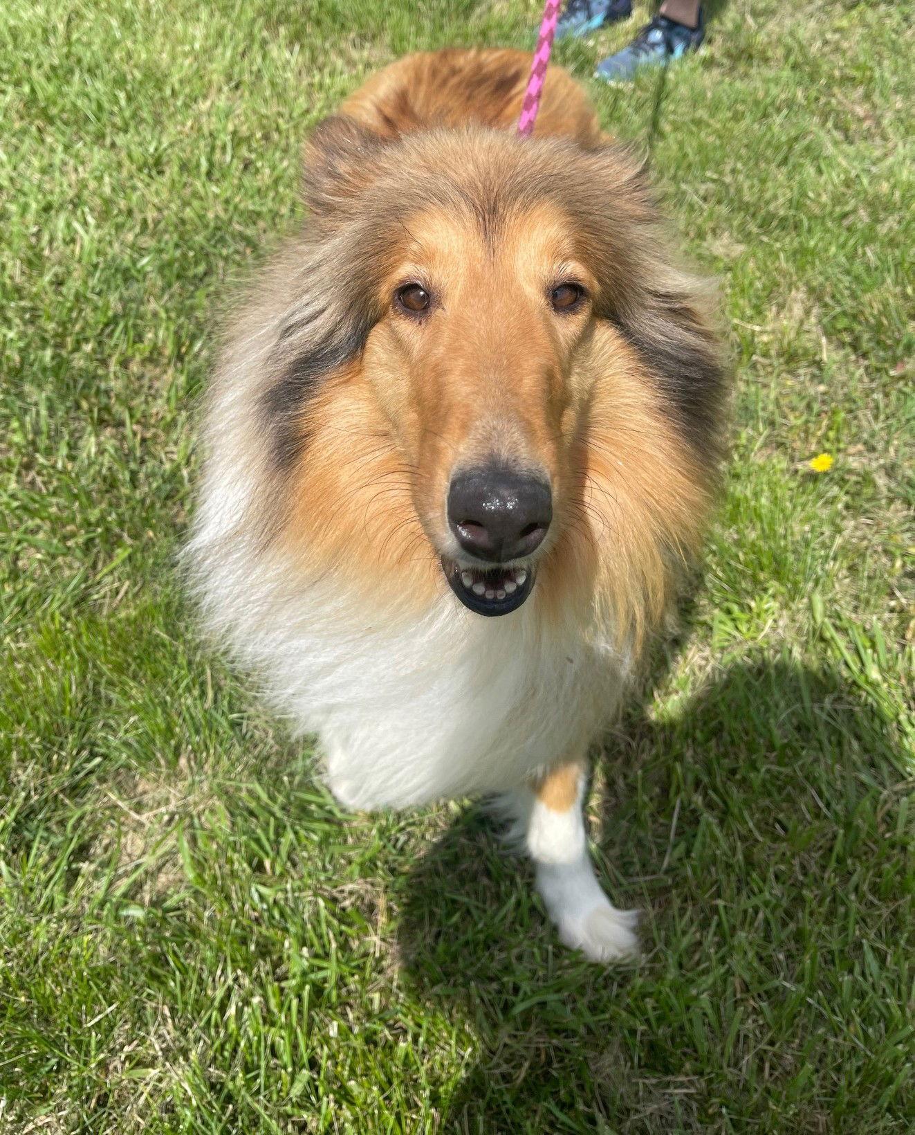 Enlarge Lahara, a Adoptable Collie in Chantilly, VA image 1/3