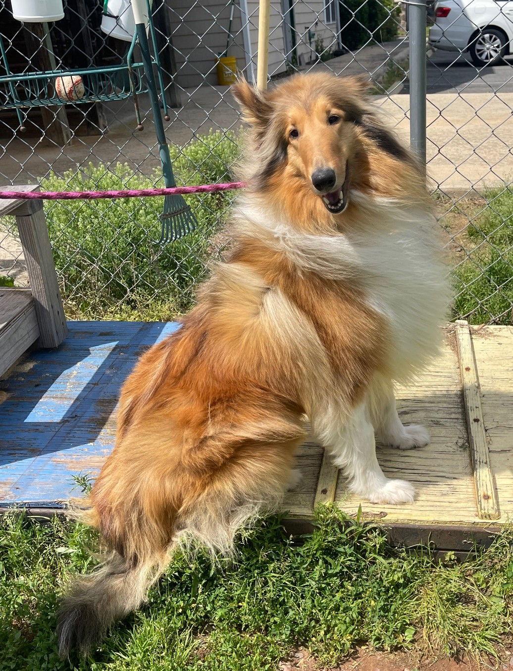 Enlarge Lahara, a Adoptable Collie in Chantilly, VA image 2/3